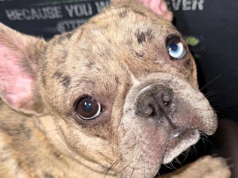 Meeko primary photo
