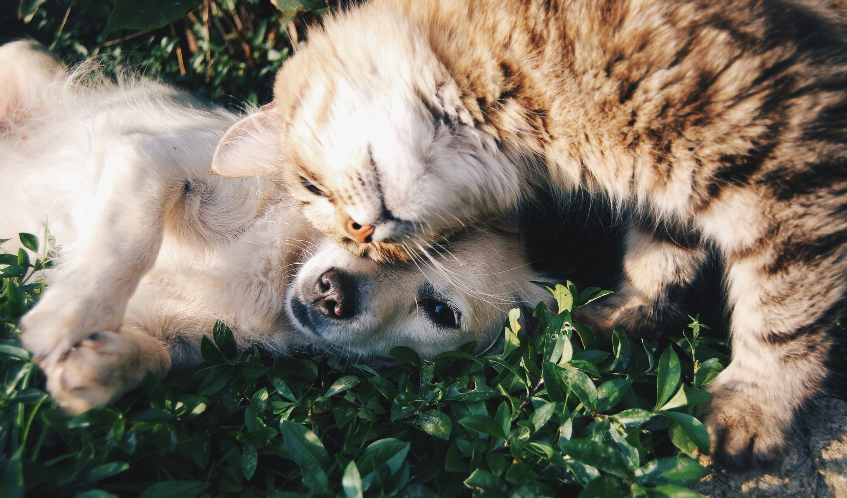 Heartwarming pet adoption - Dogs and cats finding forever homes
