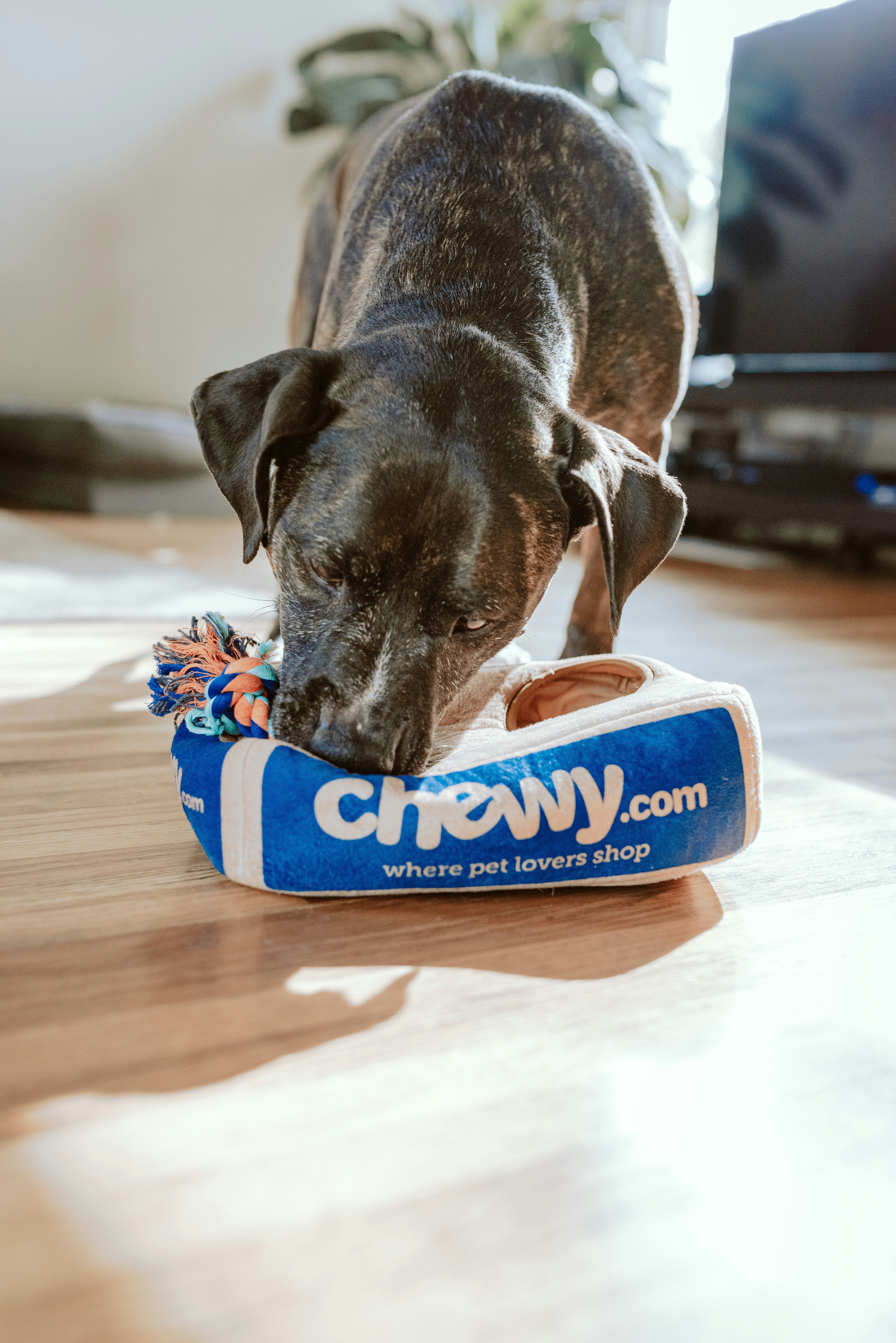 Champion breeding dogs - Professional pet breeding services