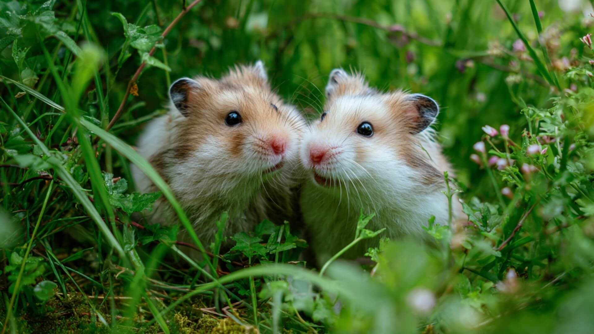Cute hamster - Find your perfect small pet on Petmeetly