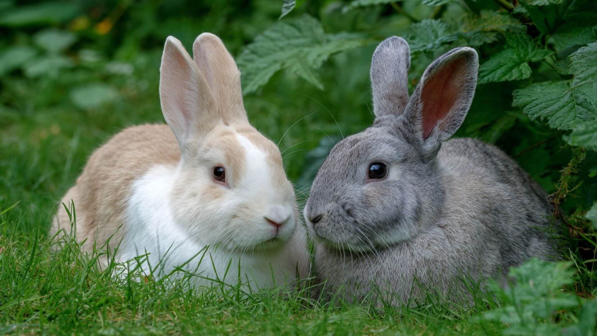 White rabbit in grass - Find your perfect bunny companion on Petmeetly