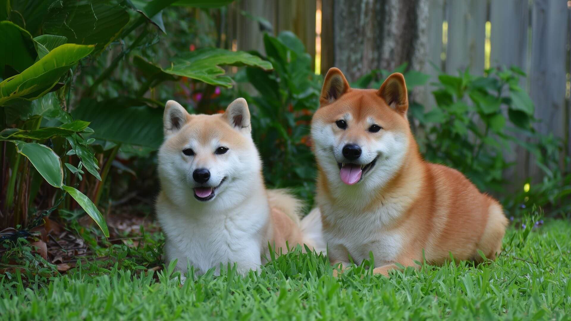 Shiba Inu Breeding Petmeetly