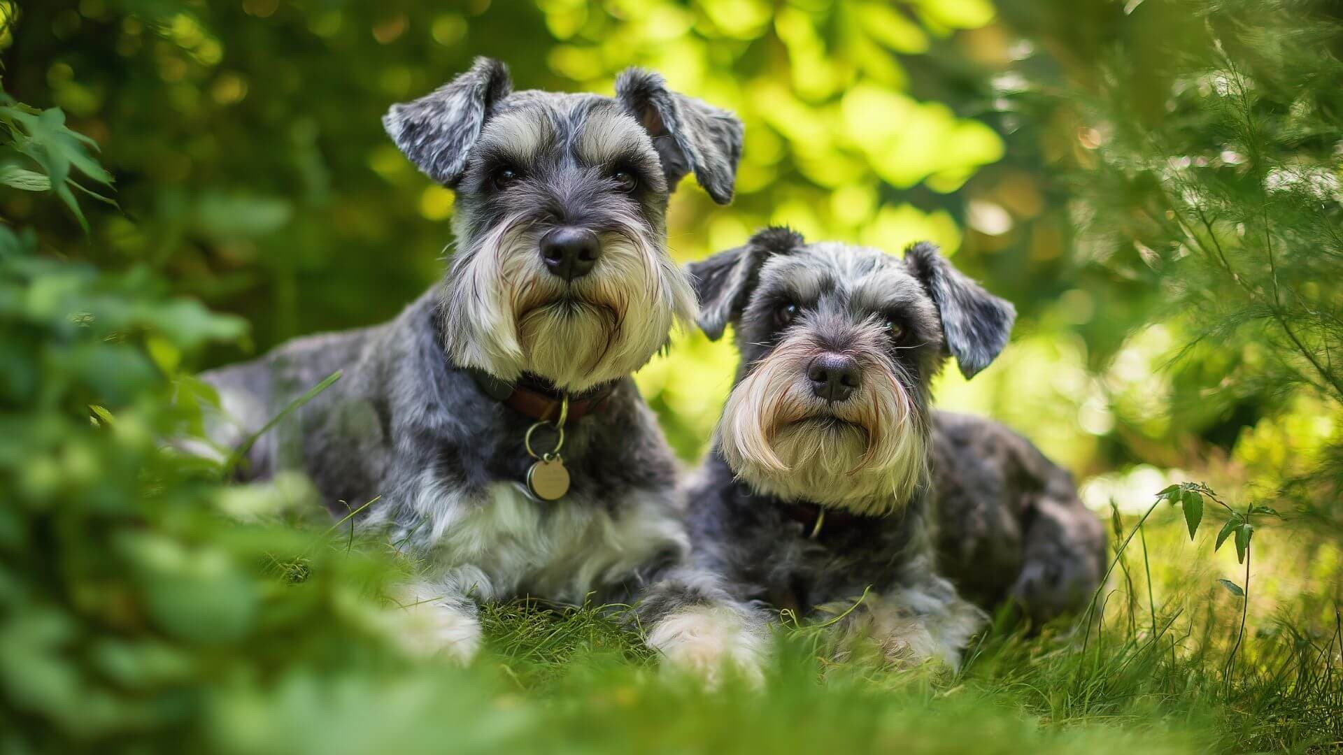 Miniature Schnauzer Breeding Petmeetly