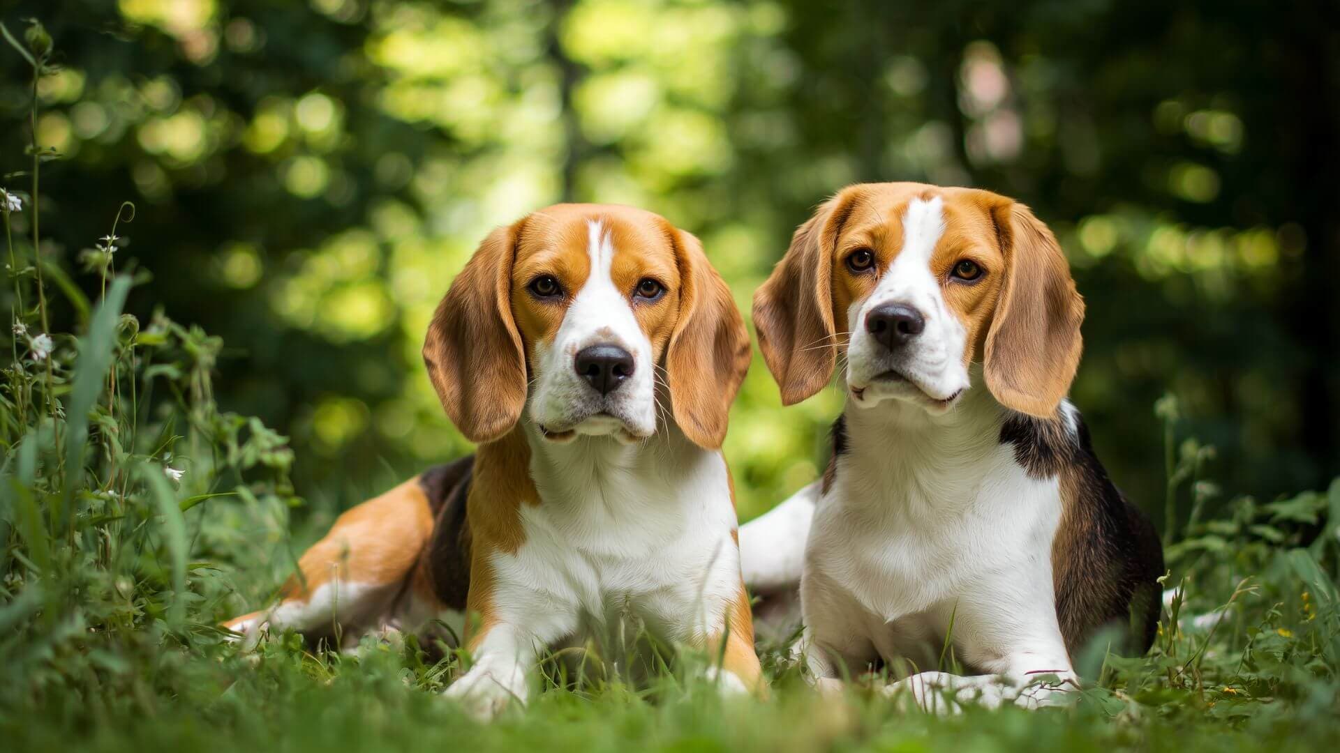 Beagle breeding petmeetly