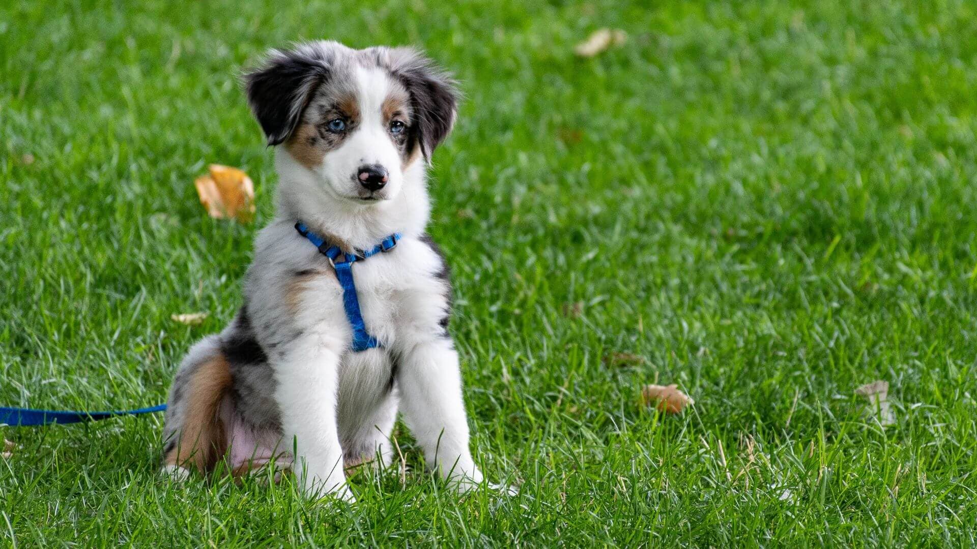 Australian Shepherd Puppies & Dogs for Sale - Find Your Perfect Australian Shepherd Puppies & Dogs Puppy