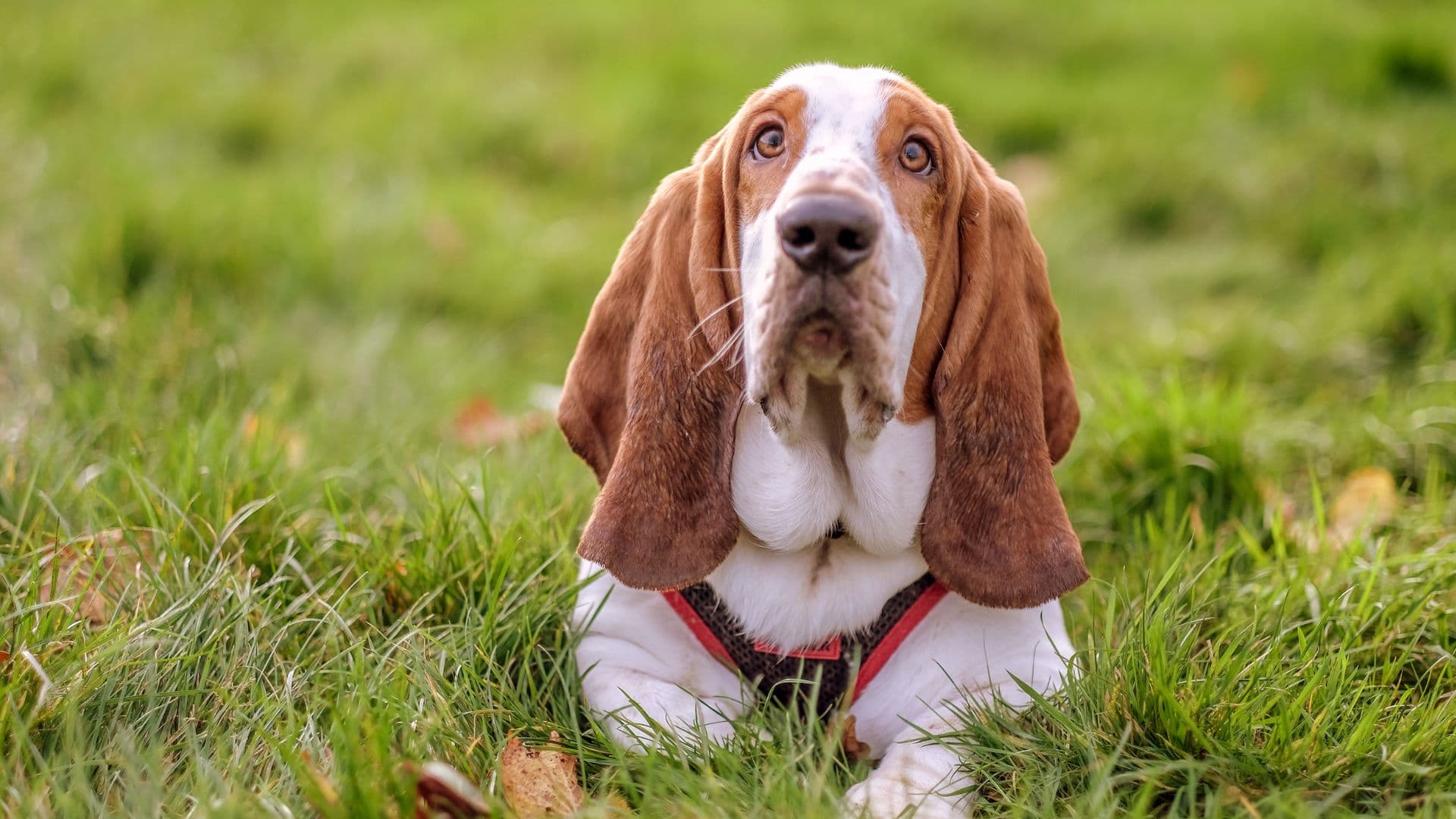 Basset Hound For Adoption - Loving Basset Hound For Adoption Dogs Looking for Forever Homes