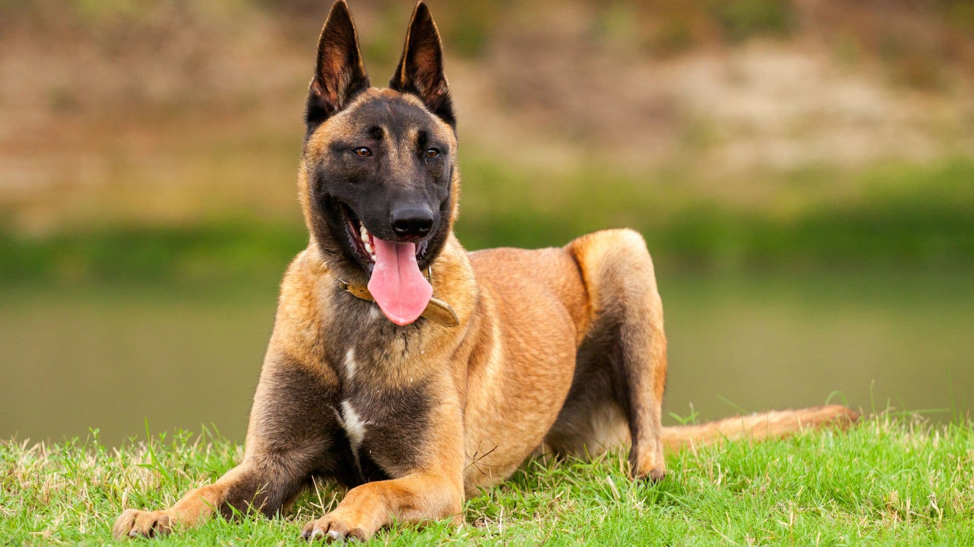 Belgian Malinois For Adoption - Loving Belgian Malinois For Adoption Dogs Looking for Forever Homes