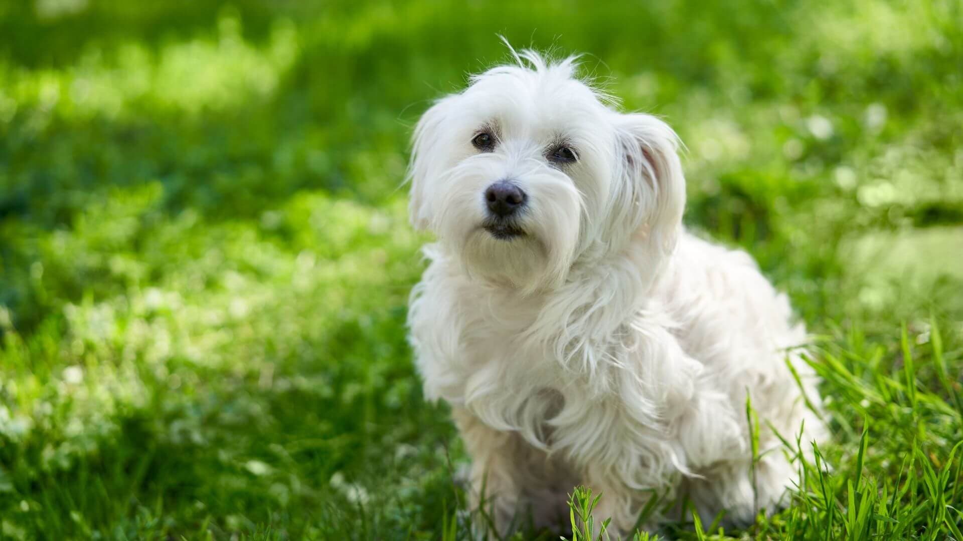 Bichon Frise Puppies & Dogs for Sale - Find Your Perfect Bichon Frise Puppies & Dogs Puppy