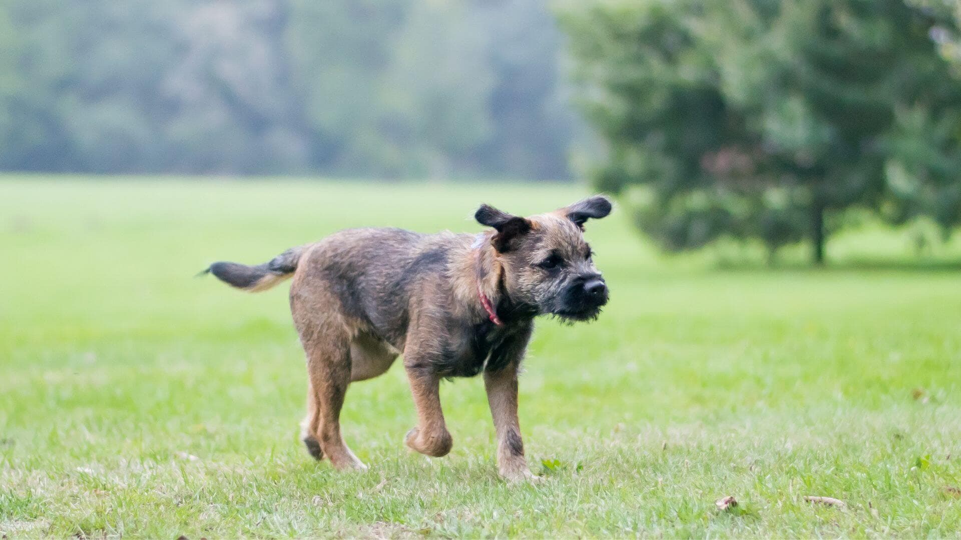 Border Terrier For Adoption - Loving Border Terrier For Adoption Dogs Looking for Forever Homes