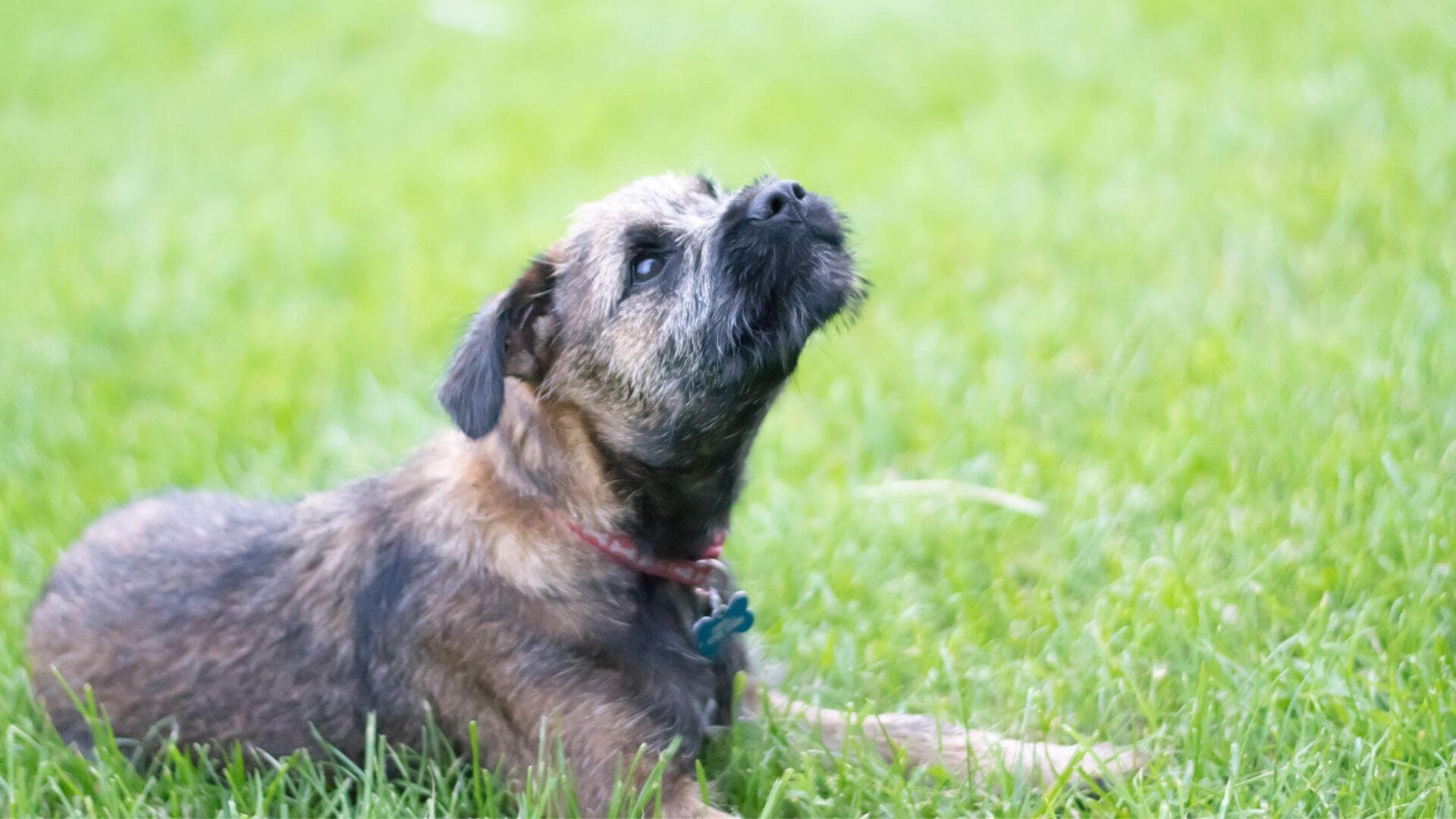 Border Terrier Puppies & Dogs for Sale - Find Your Perfect Border Terrier Puppies & Dogs Puppy