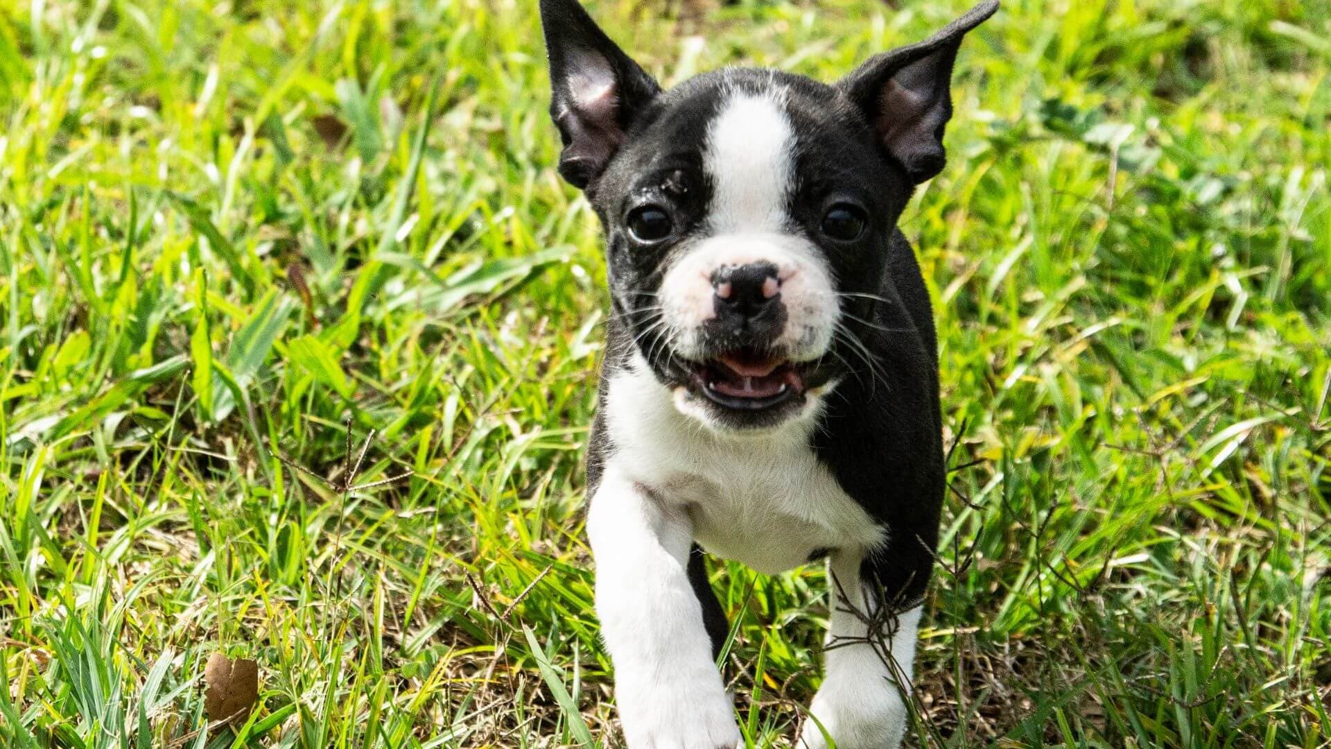 Boston Terrier Puppies & Dogs for Sale - Find Your Perfect Boston Terrier Puppies & Dogs Puppy