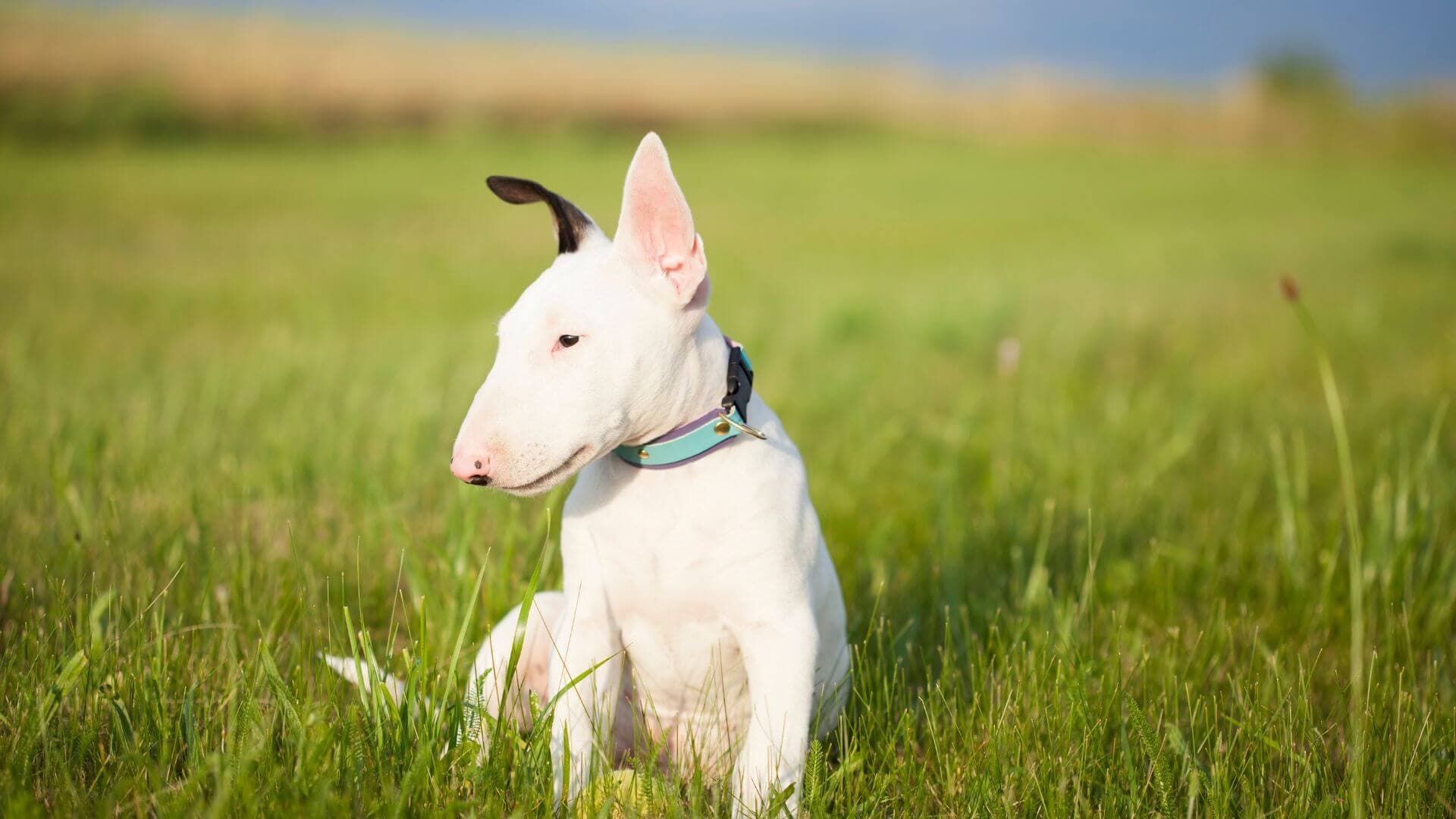 Bull Terrier Puppies & Dogs for Sale - Find Your Perfect Bull Terrier Puppies & Dogs Puppy