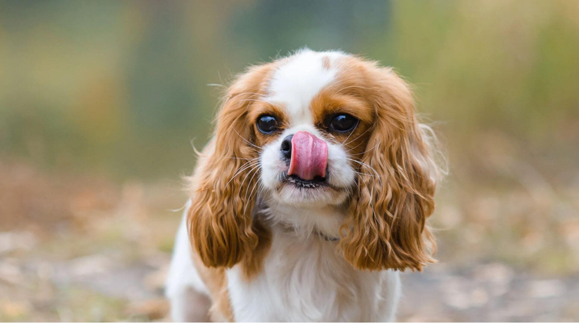 Cavalier King Charles Spaniel For Adoption - Loving Cavalier King Charles Spaniel For Adoption Dogs Looking for Forever Homes
