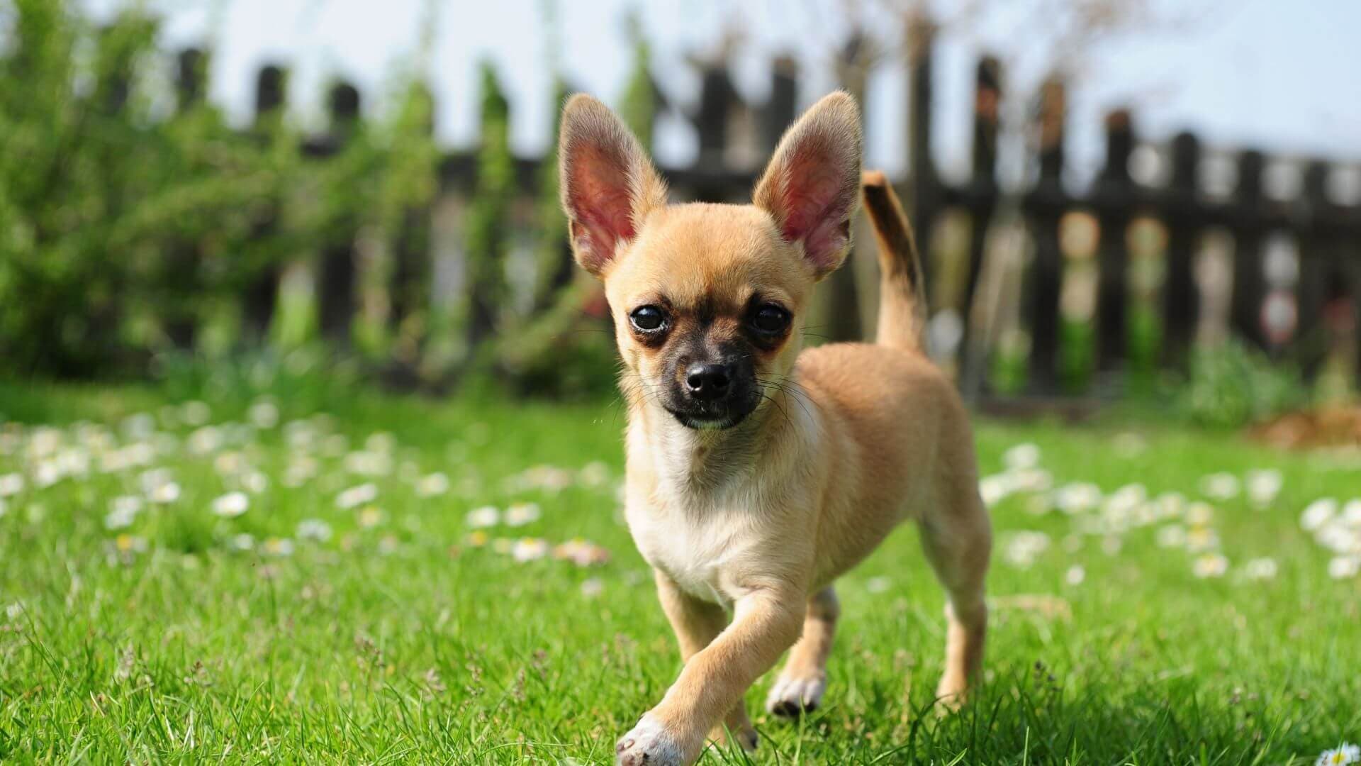 Chihuahua Puppies & Dogs for Sale - Find Your Perfect Chihuahua Puppies & Dogs Puppy