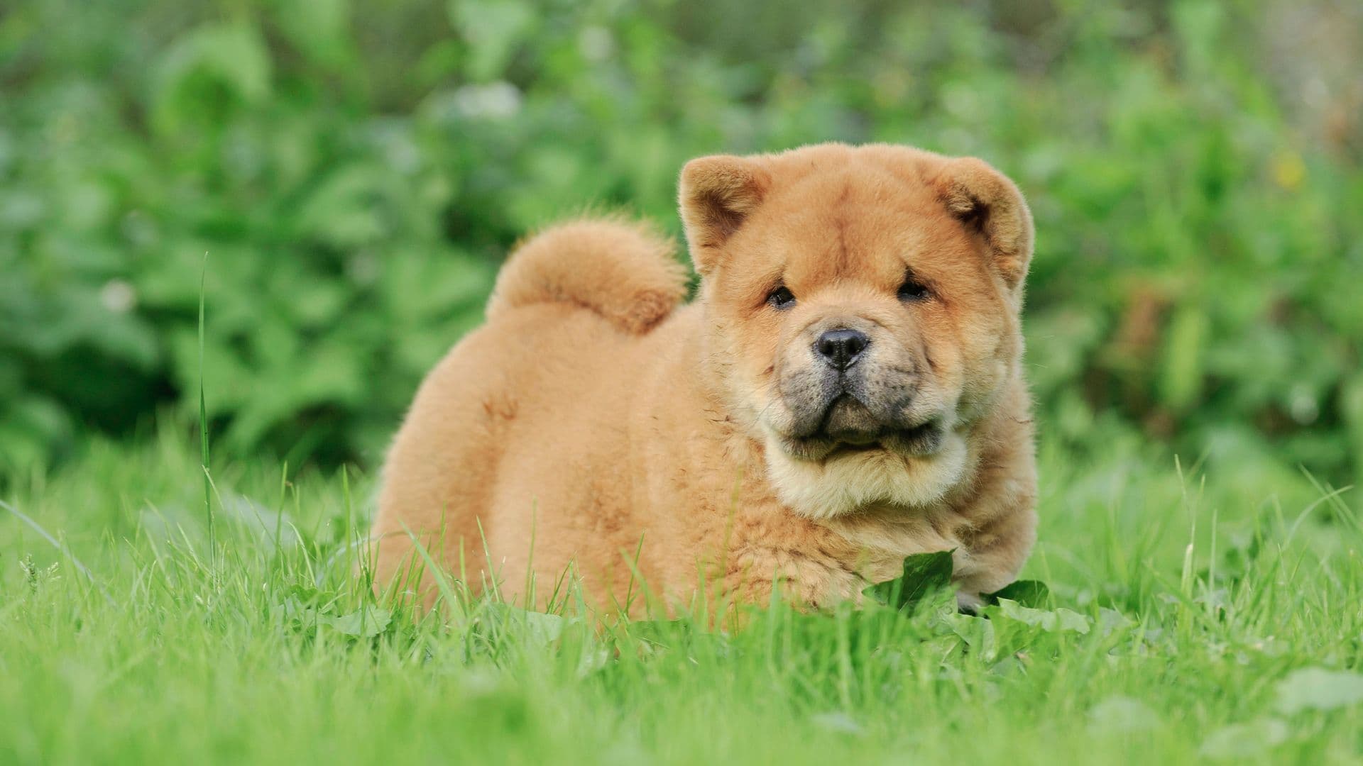Chow Chow For Adoption - Loving Chow Chow For Adoption Dogs Looking for Forever Homes