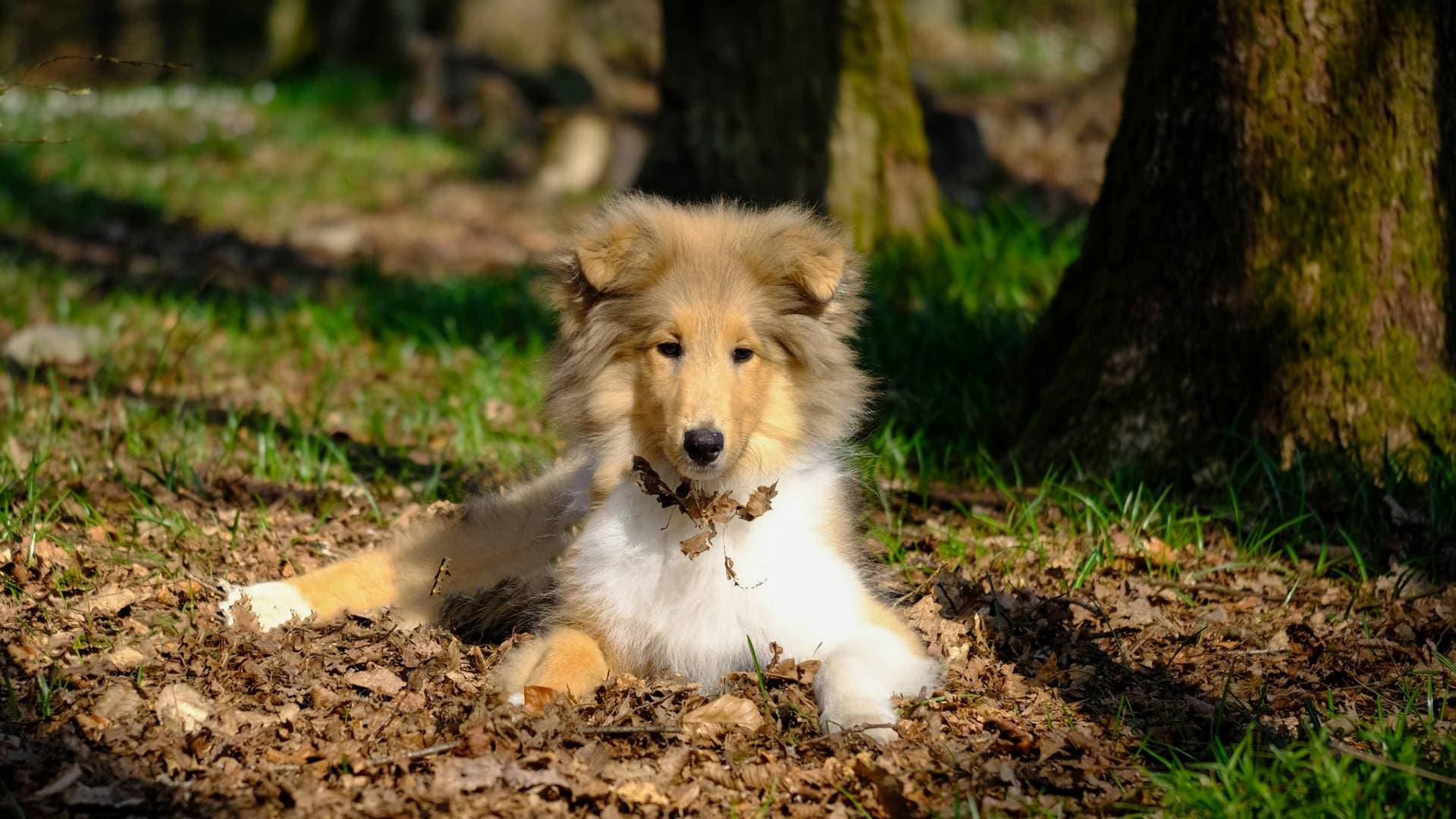 Collie For Adoption - Loving Collie For Adoption Dogs Looking for Forever Homes