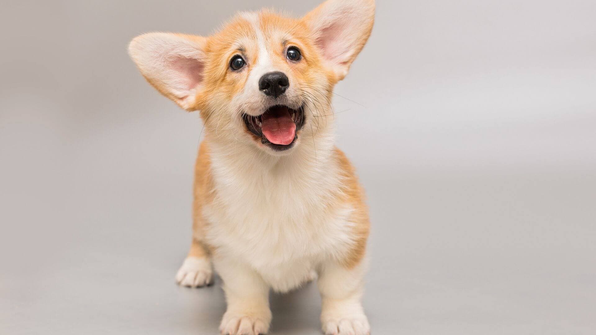 Welsh Corgi For Adoption - Loving Welsh Corgi For Adoption Dogs Looking for Forever Homes