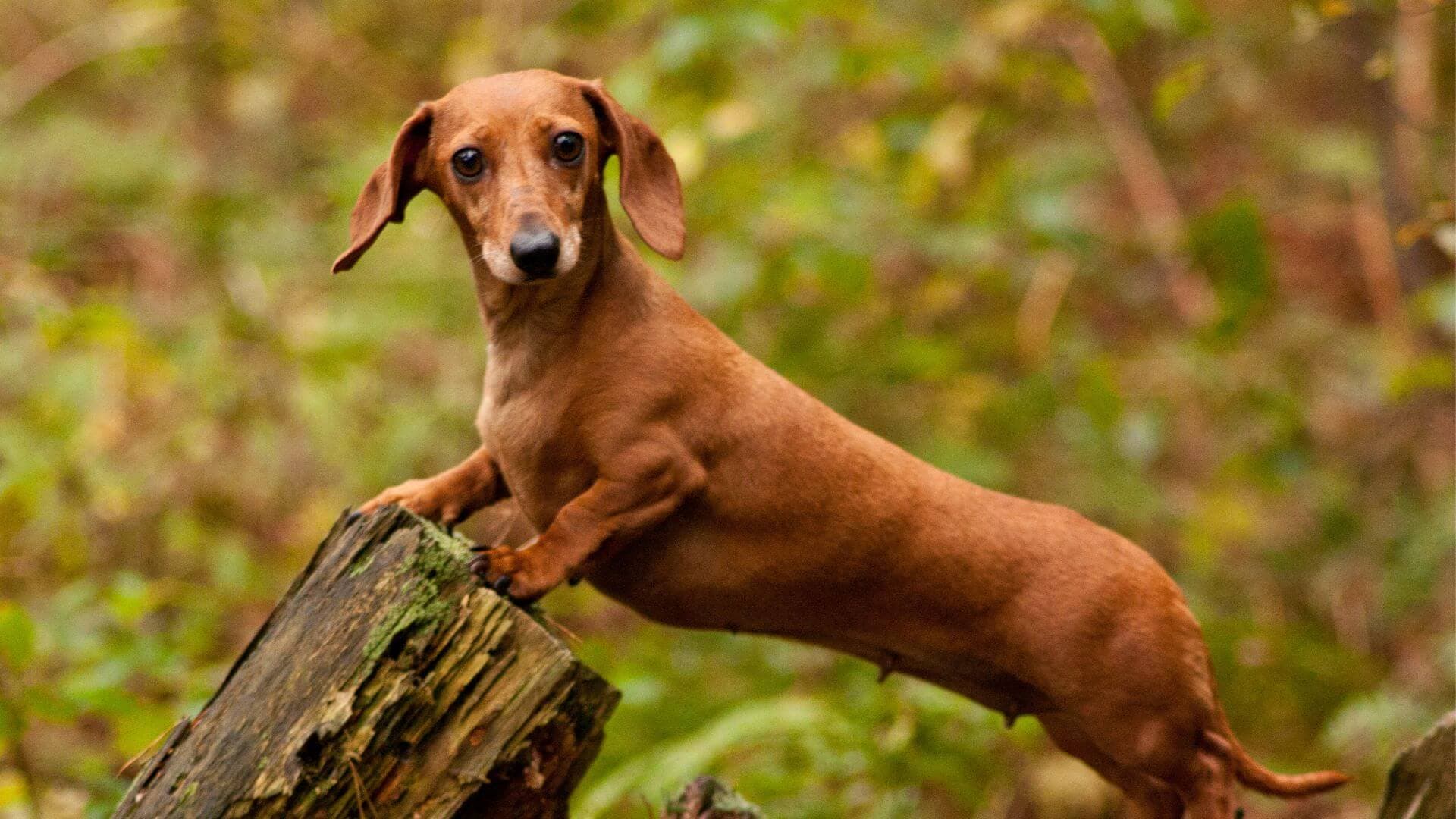 Dachshund Puppies & Dogs for Sale - Find Your Perfect Dachshund Puppies & Dogs Puppy
