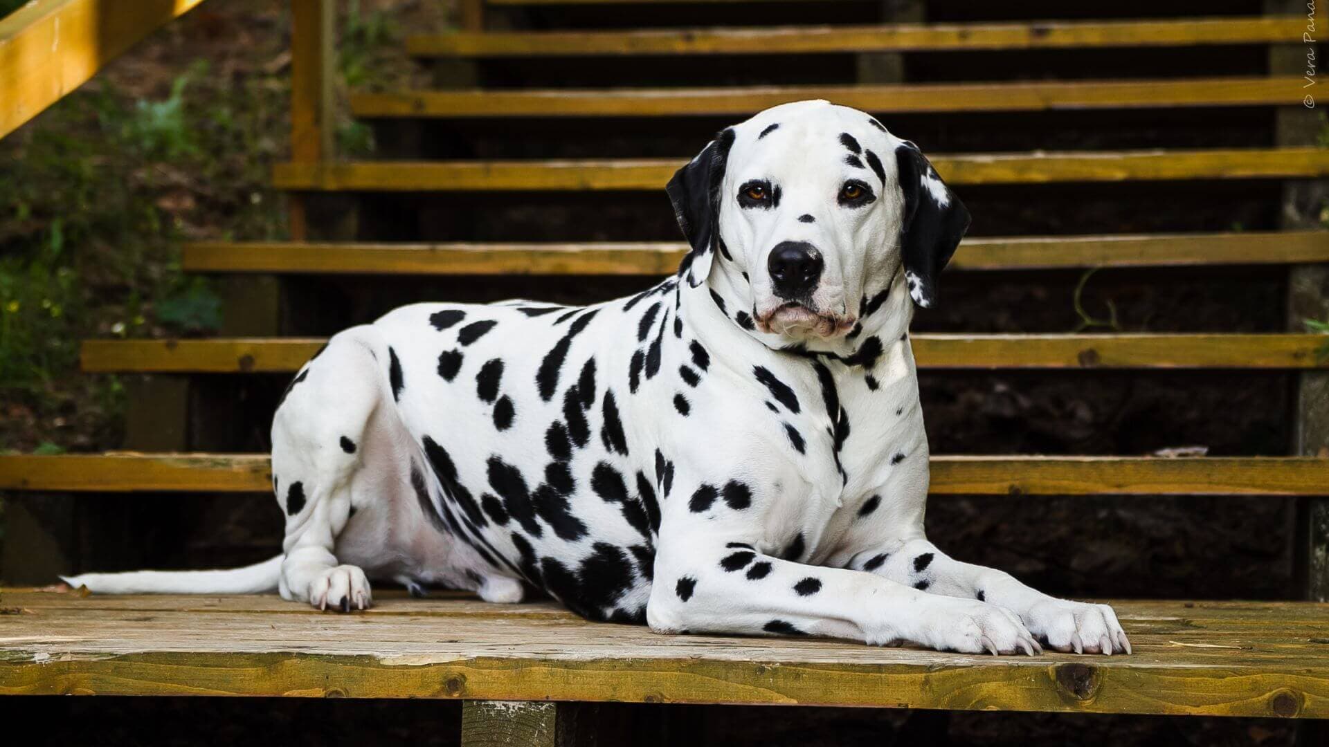 Dalmatian Puppies & Dogs for Sale - Find Your Perfect Dalmatian Puppies & Dogs Puppy
