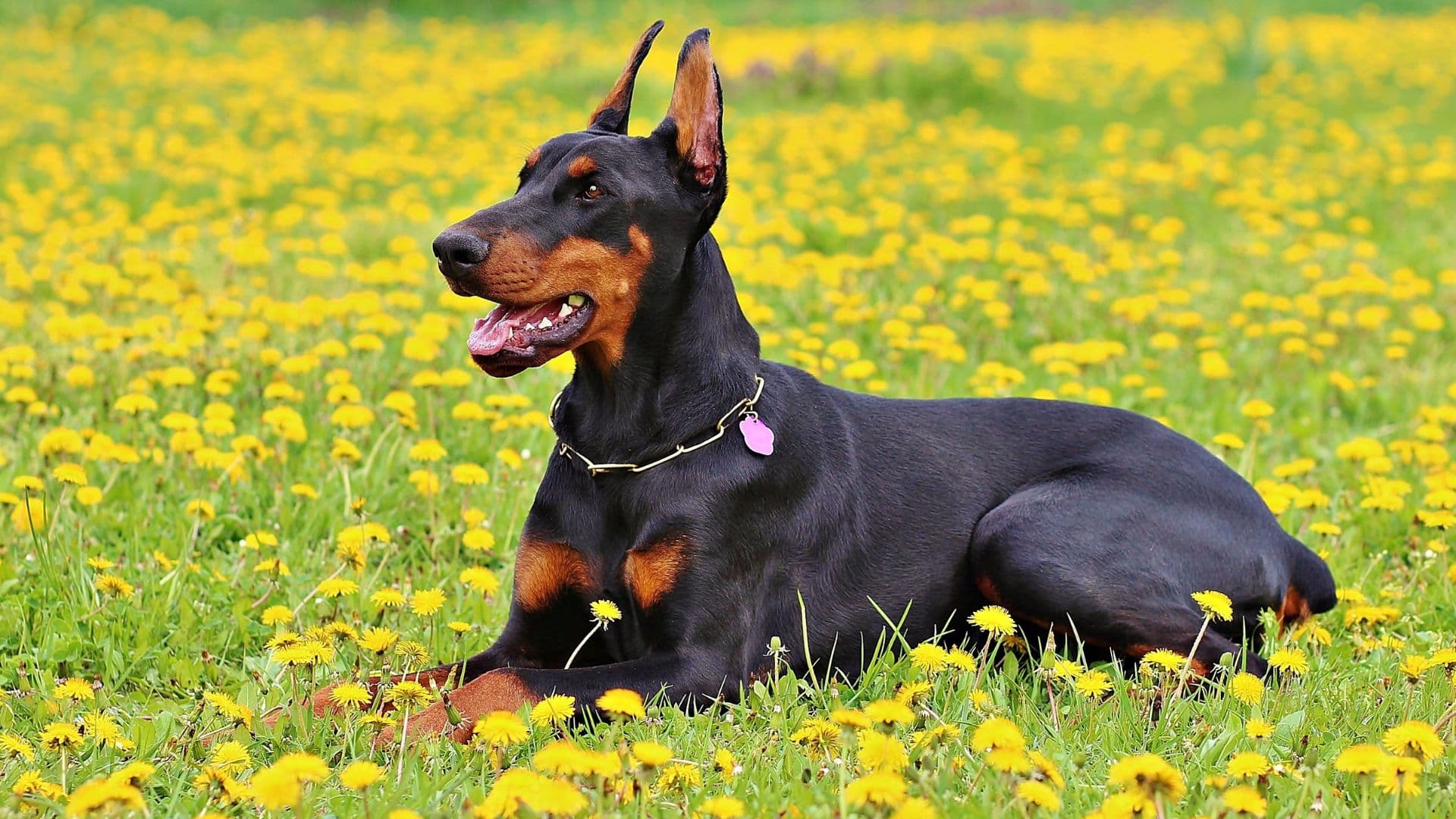 Doberman Puppies & Dogs for Sale - Find Your Perfect Doberman Puppies & Dogs Puppy
