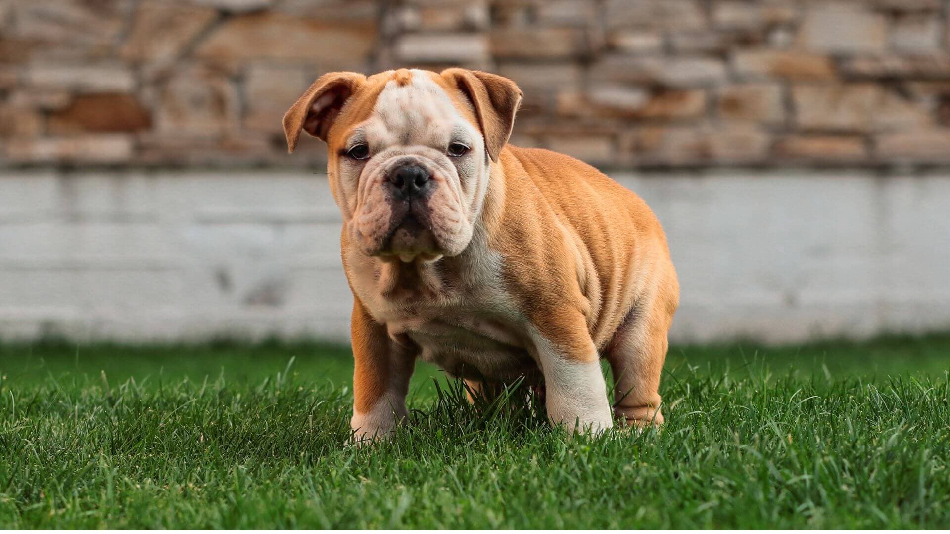 English Bulldog For Adoption - Loving English Bulldog For Adoption Dogs Looking for Forever Homes