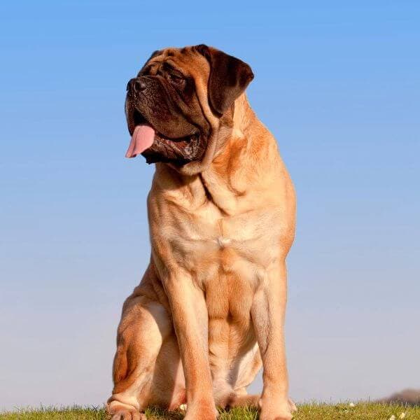 English Mastiff For Adoption - Loving English Mastiff For Adoption Dogs Looking for Forever Homes