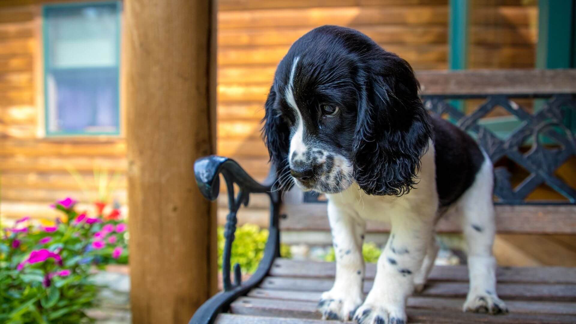 English Springer Spaniel For Adoption - Loving English Springer Spaniel For Adoption Dogs Looking for Forever Homes