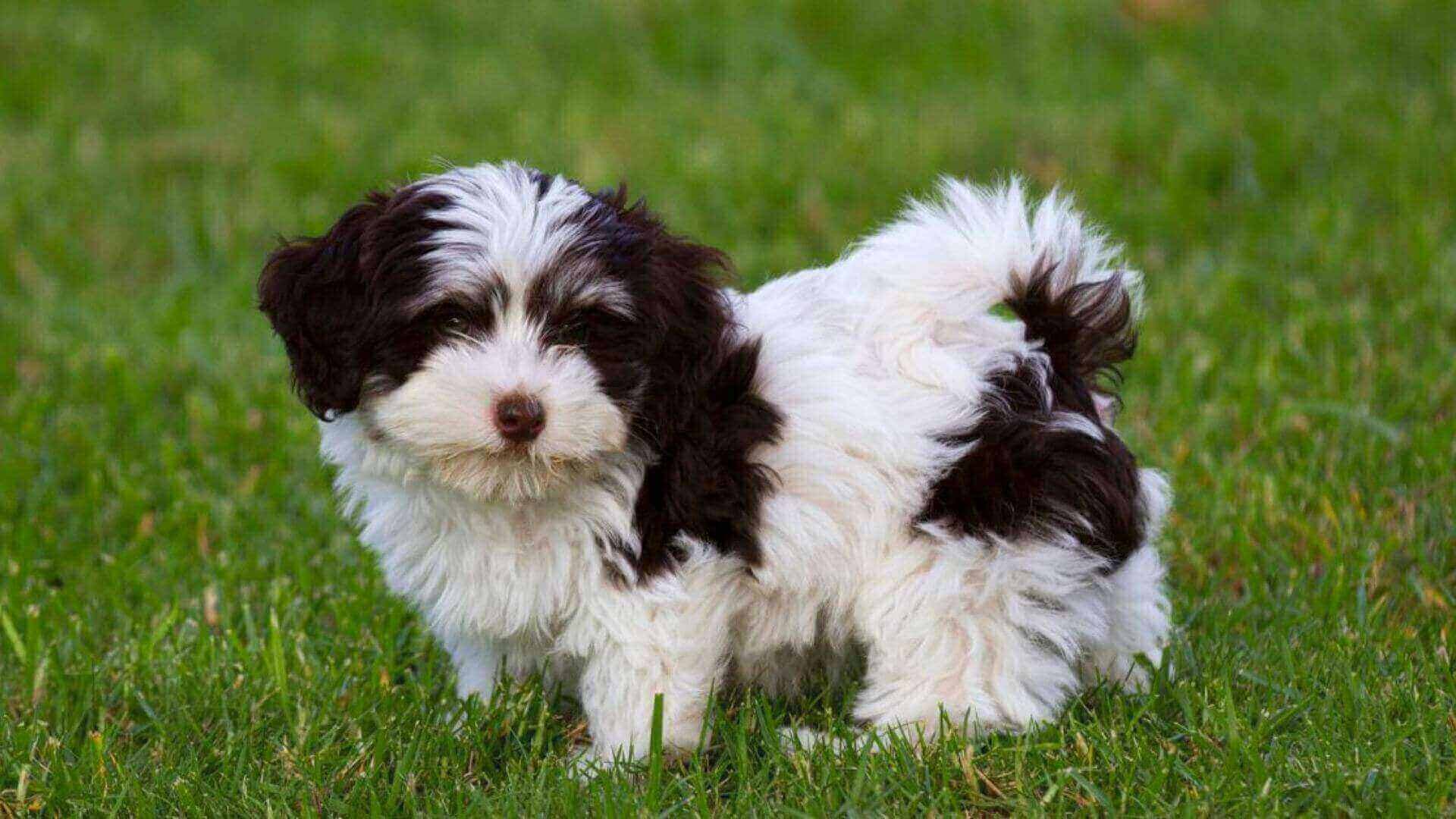 Havanese Puppies & Dogs for Sale - Find Your Perfect Havanese Puppies & Dogs Puppy
