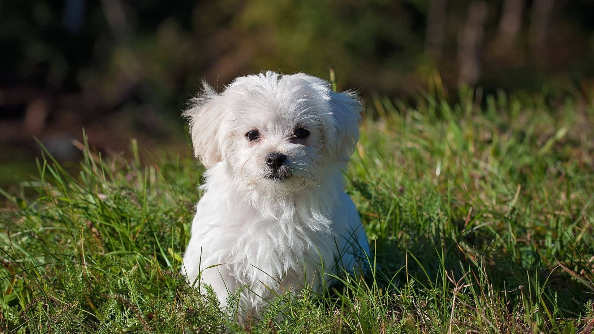 Maltese For Adoption - Loving Maltese For Adoption Dogs Looking for Forever Homes