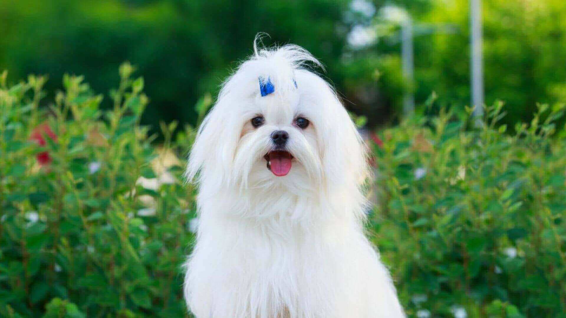 Maltese Puppies & Dogs for Sale - Find Your Perfect Maltese Puppies & Dogs Puppy