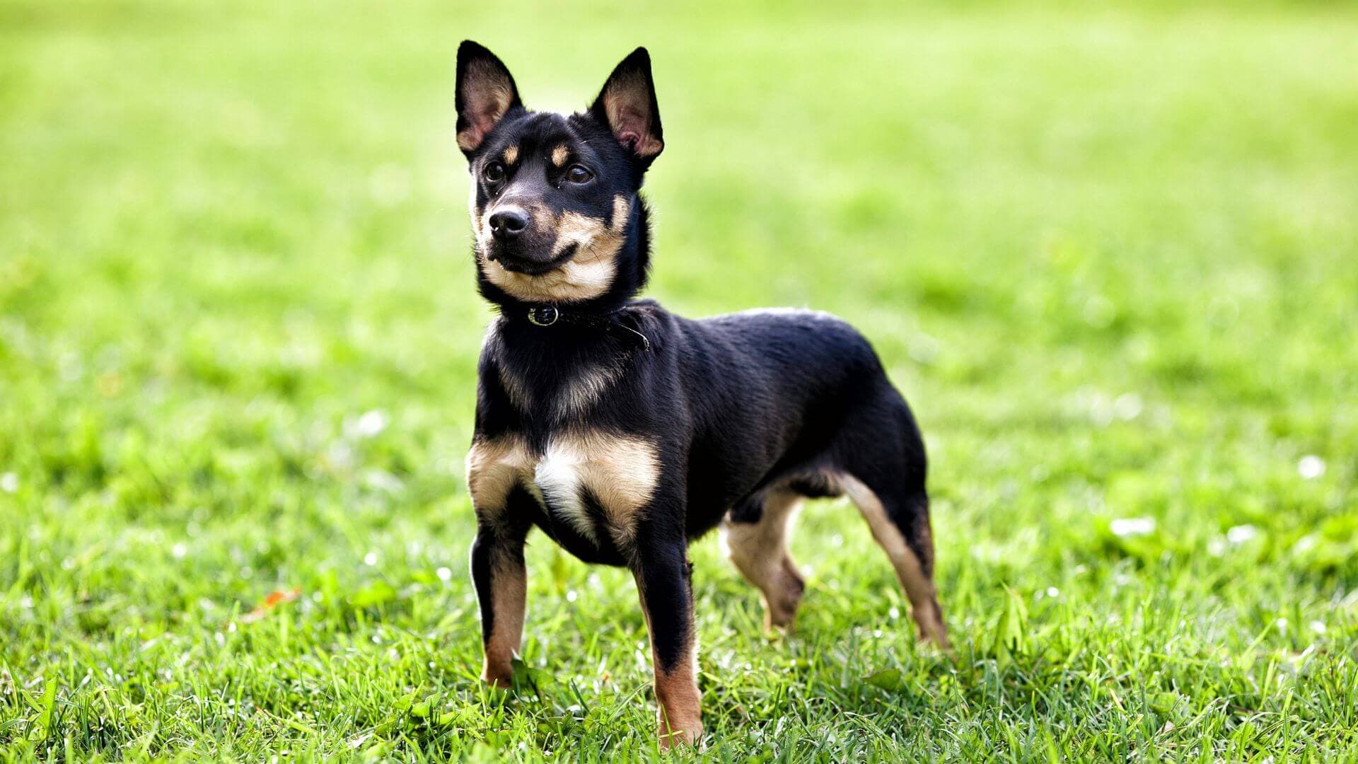 Miniature Pinscher Puppies & Dogs for Sale - Find Your Perfect Miniature Pinscher Puppies & Dogs Puppy