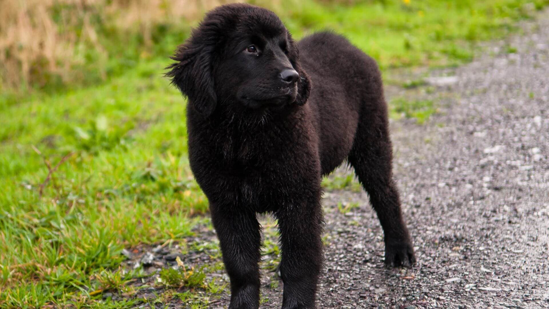 Newfoundland For Adoption - Loving Newfoundland For Adoption Dogs Looking for Forever Homes