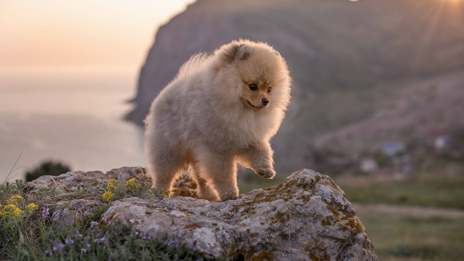 Pomeranian For Adoption - Loving Pomeranian For Adoption Dogs Looking for Forever Homes