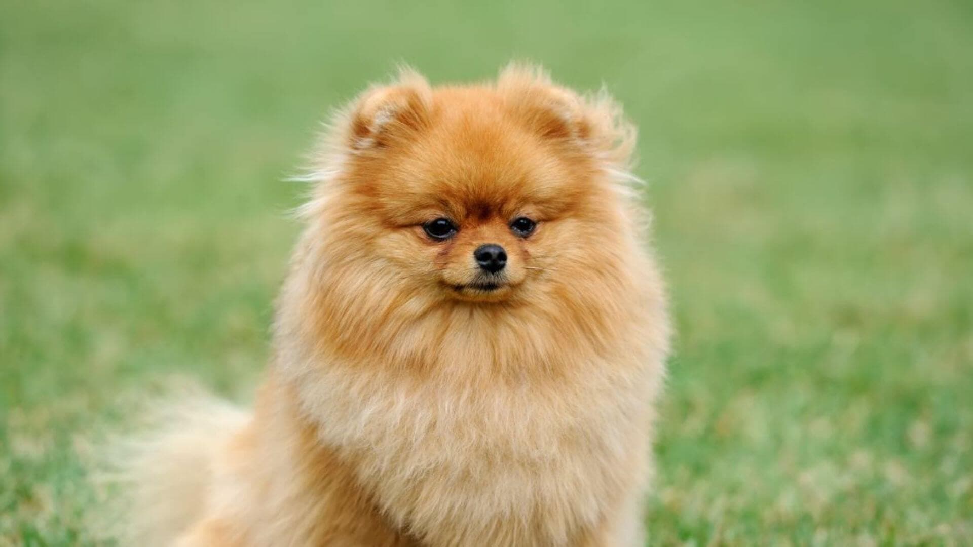 Pomeranian Puppies & Dogs for Sale - Find Your Perfect Pomeranian Puppies & Dogs Puppy