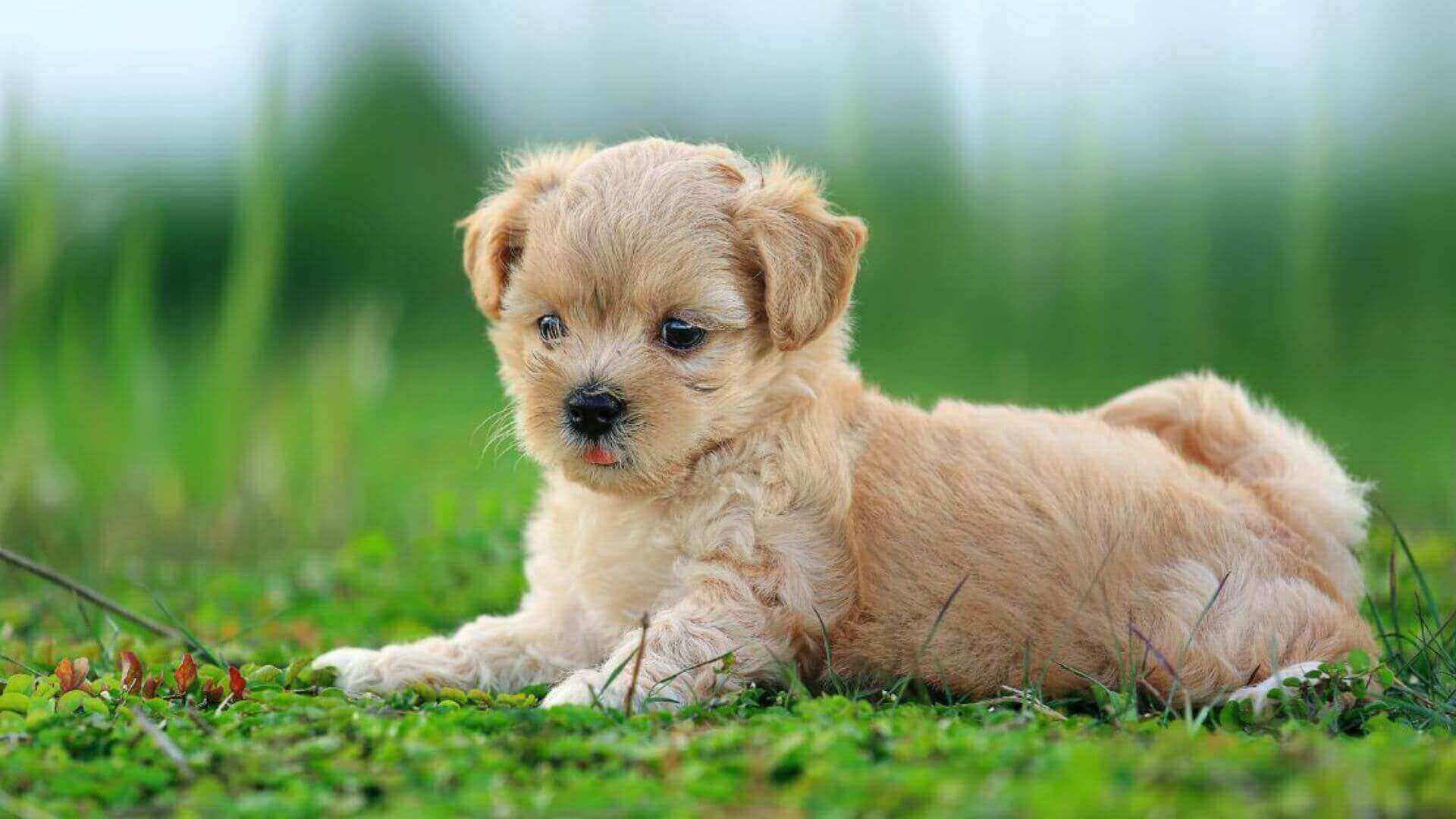 Poodle Puppies & Dogs for Sale - Find Your Perfect Poodle Puppies & Dogs Puppy