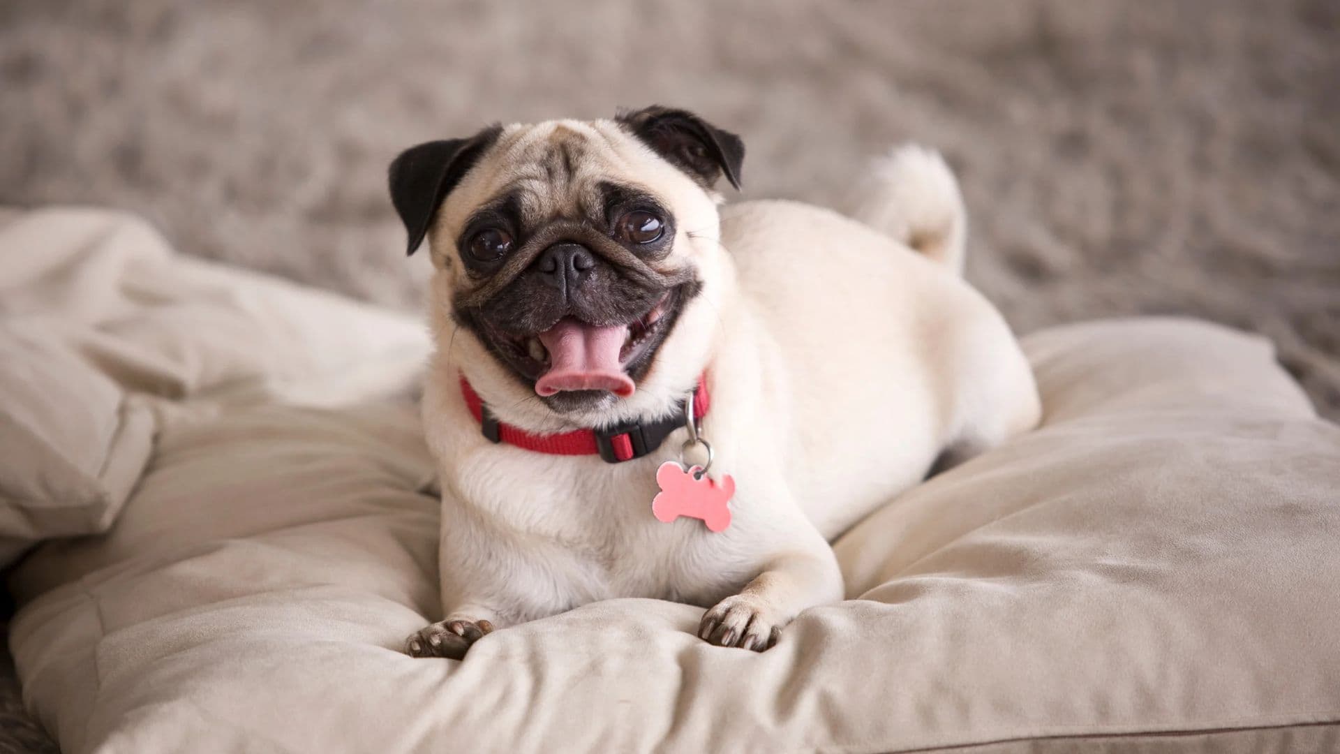 Pug For Adoption - Loving Pug For Adoption Dogs Looking for Forever Homes