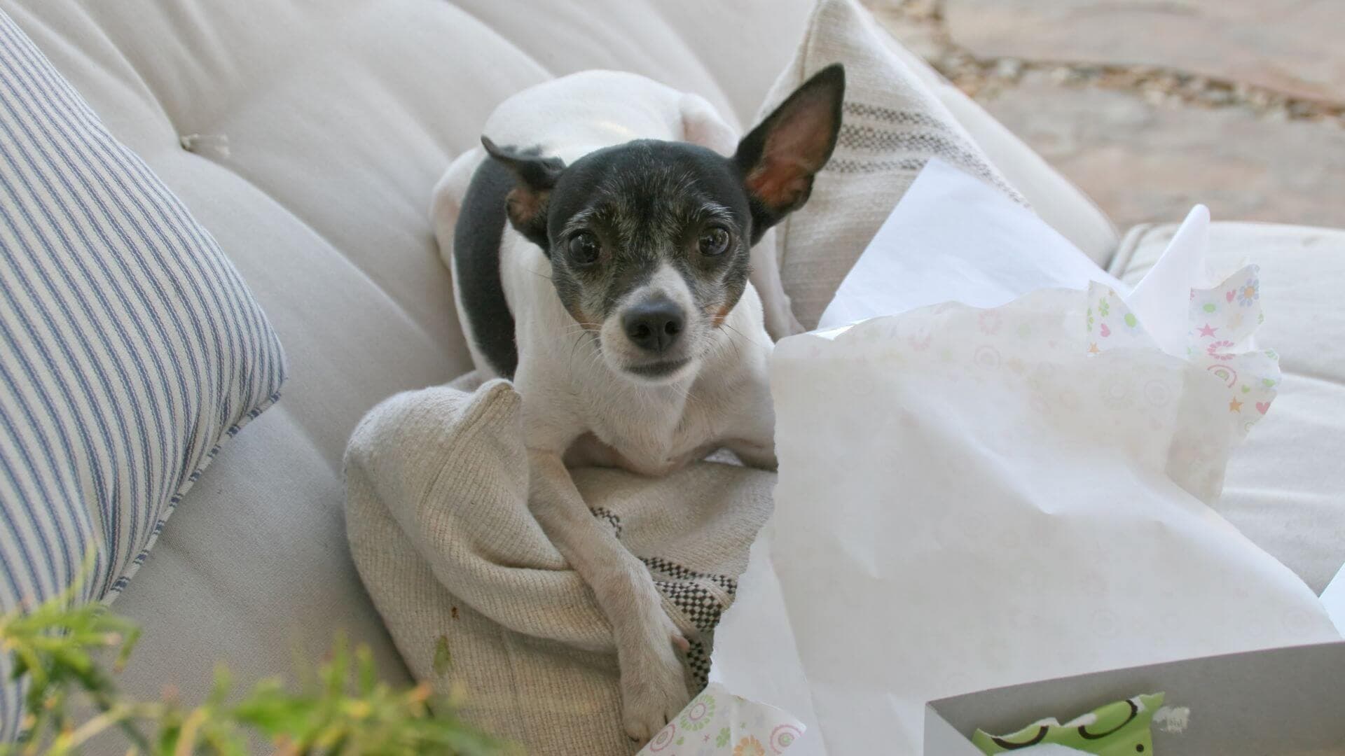 Rat Terrier Puppies & Dogs for Sale - Find Your Perfect Rat Terrier Puppies & Dogs Puppy