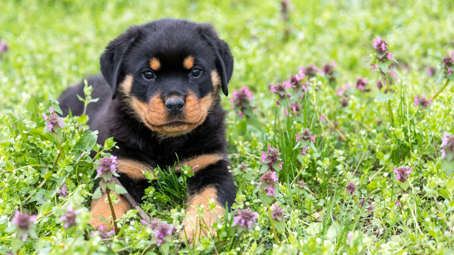 Rottweiler For Adoption - Loving Rottweiler For Adoption Dogs Looking for Forever Homes
