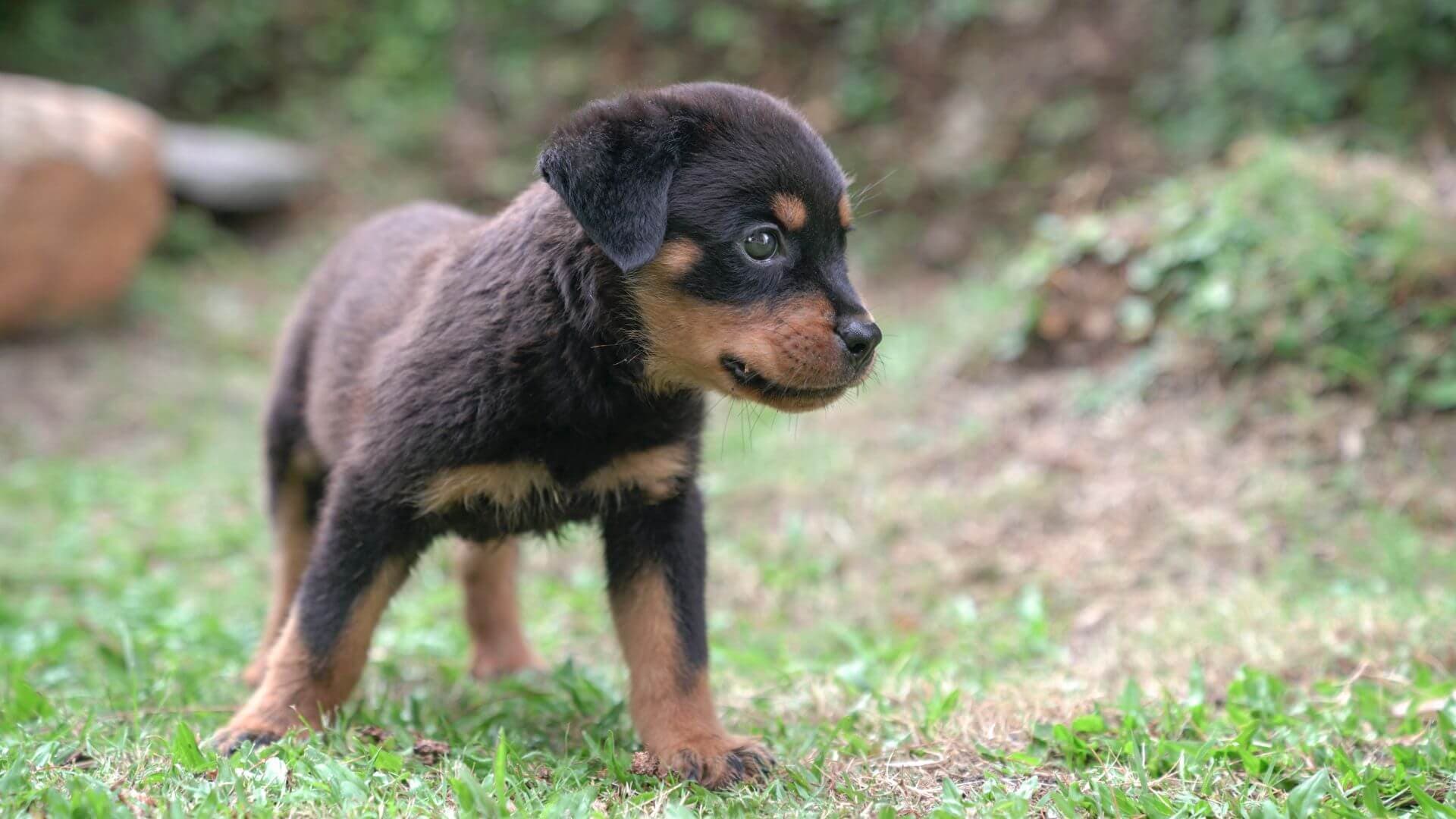 Rottweiler Puppies & Dogs for Sale - Find Your Perfect Rottweiler Puppies & Dogs Puppy