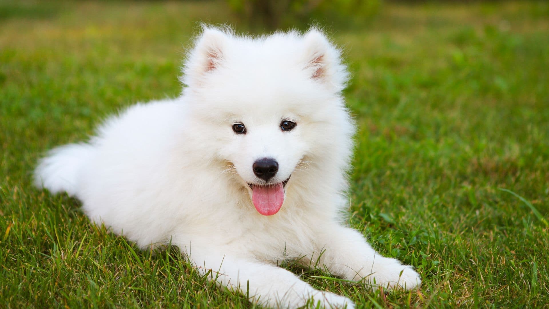 Samoyed Puppies & Dogs for Sale - Find Your Perfect Samoyed Puppies & Dogs Puppy