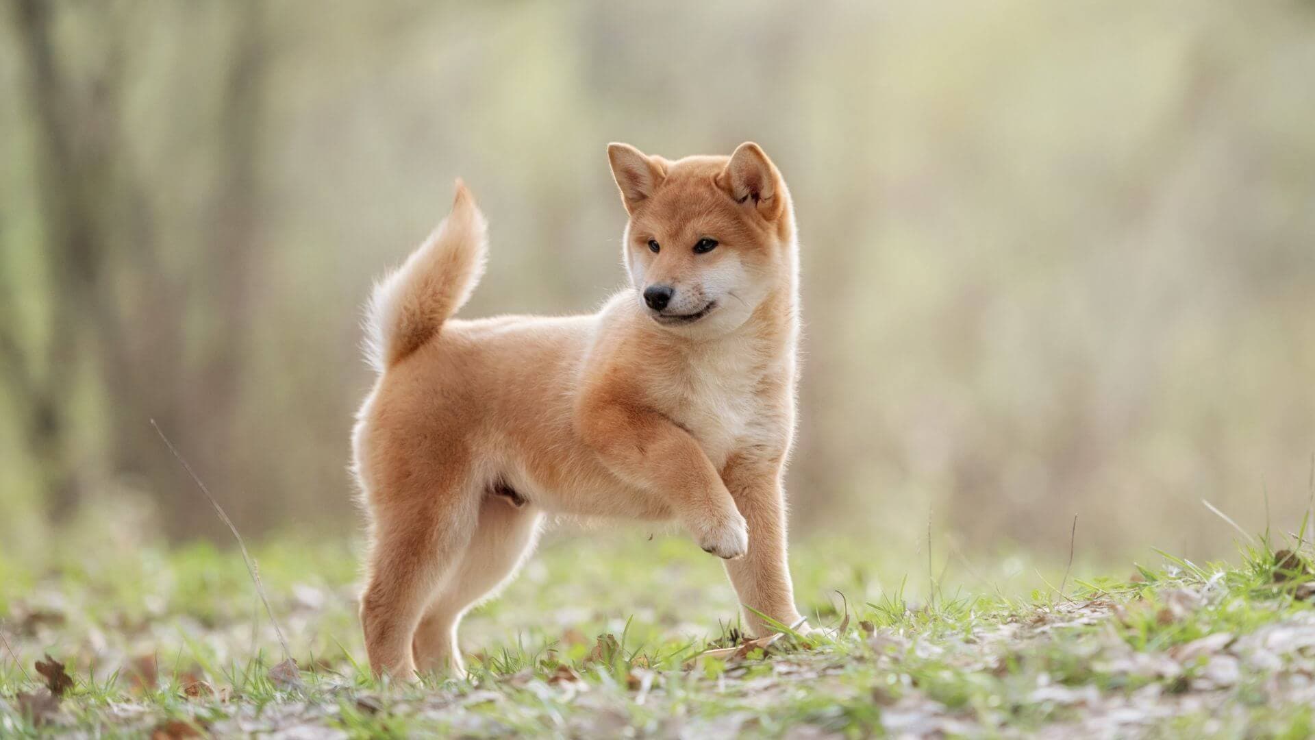 Shiba Inu For Adoption - Loving Shiba Inu For Adoption Dogs Looking for Forever Homes