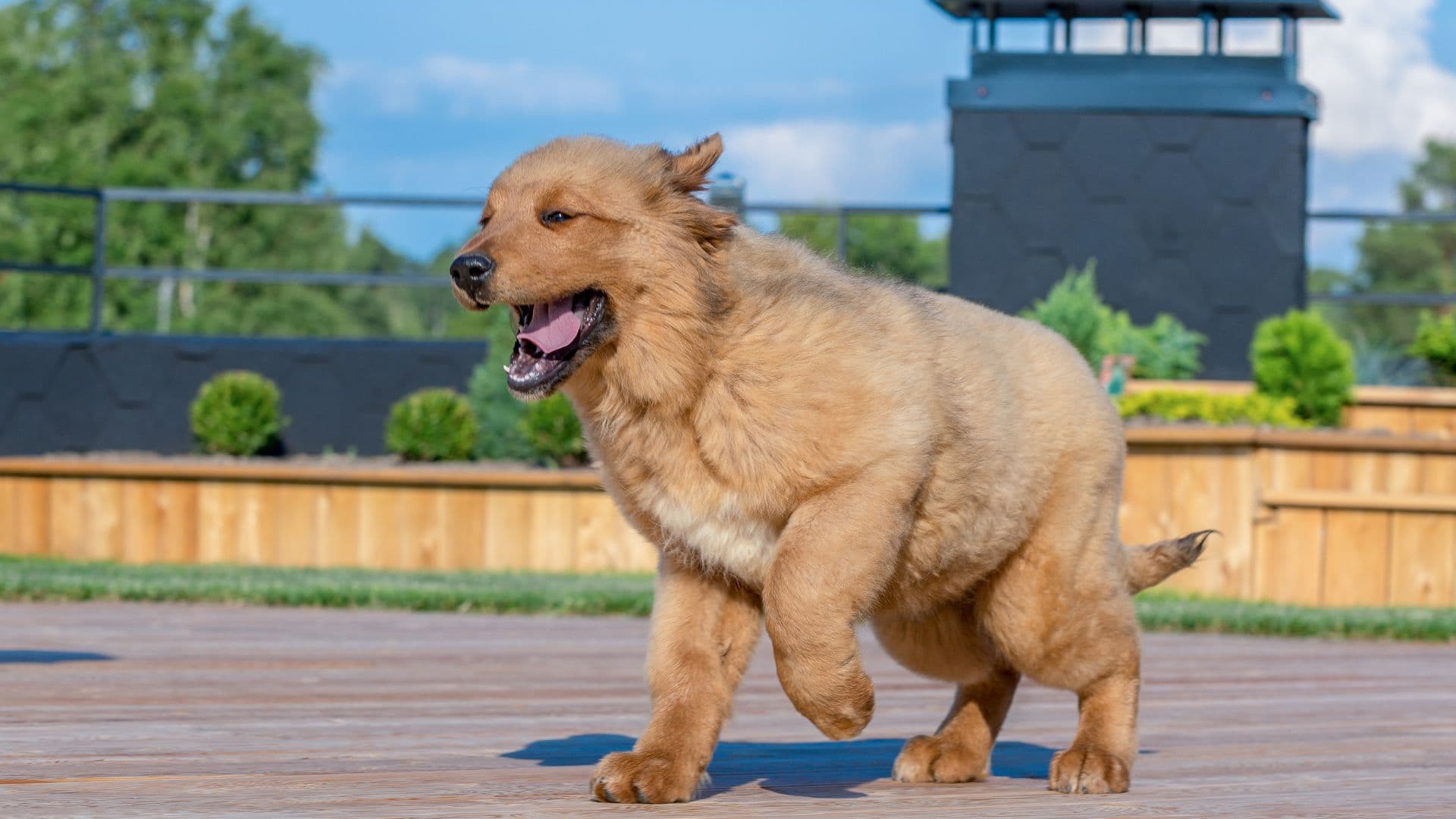 Tibetan Mastiff For Adoption - Loving Tibetan Mastiff For Adoption Dogs Looking for Forever Homes