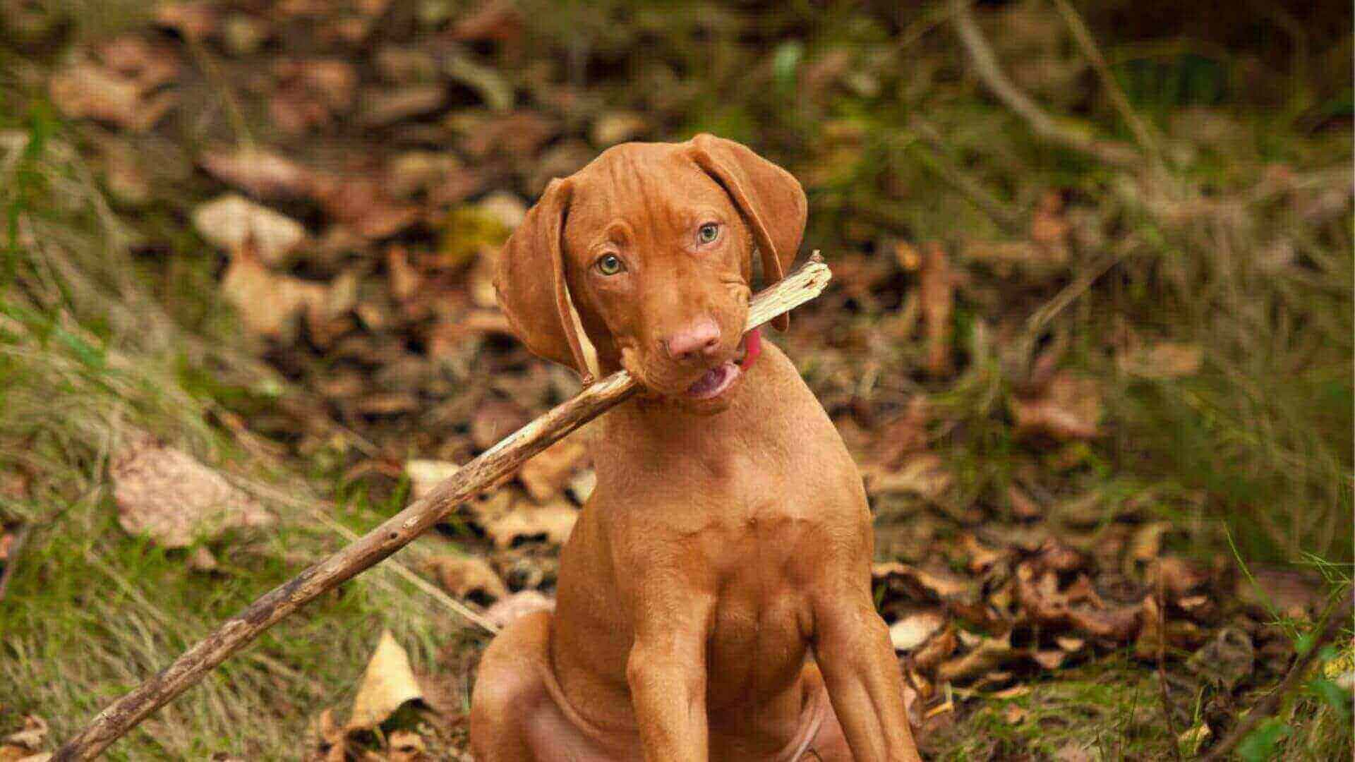 Vizsla Puppies & Dogs for Sale - Find Your Perfect Vizsla Puppies & Dogs Puppy