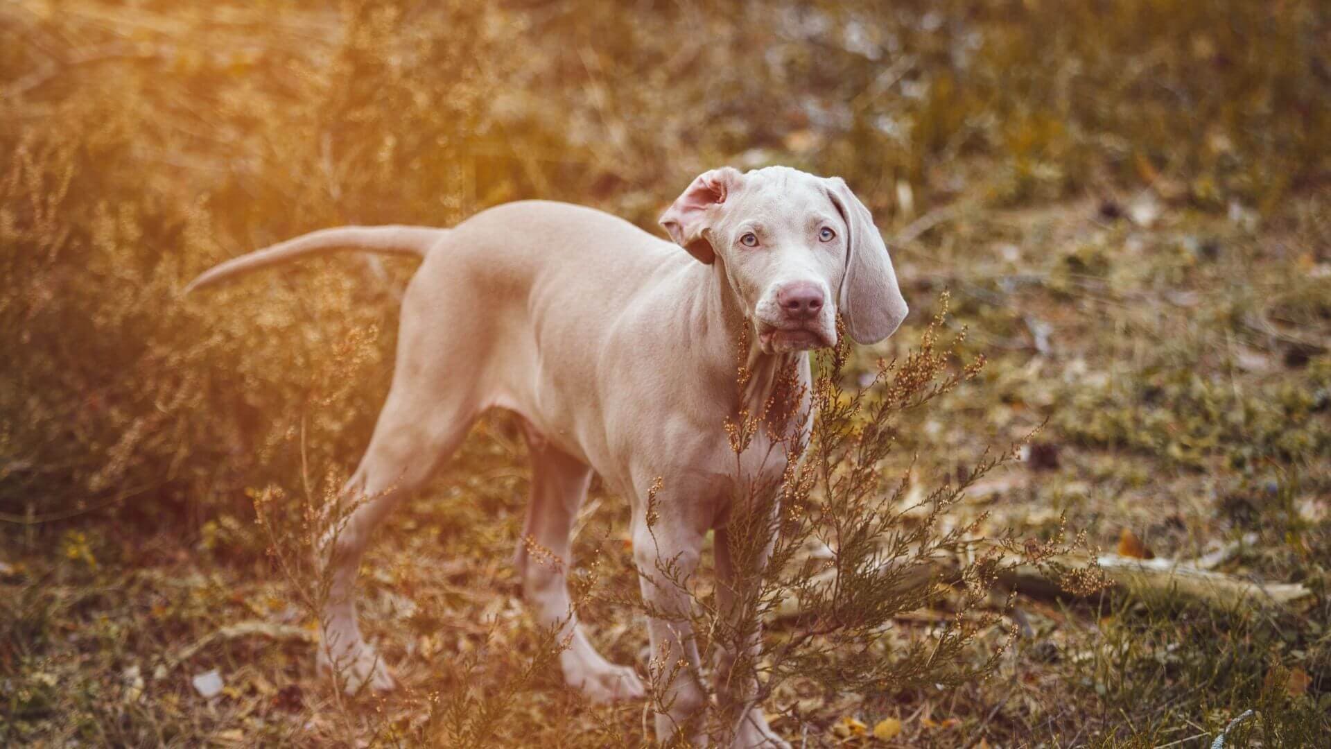 Weimaraner For Adoption - Loving Weimaraner For Adoption Dogs Looking for Forever Homes