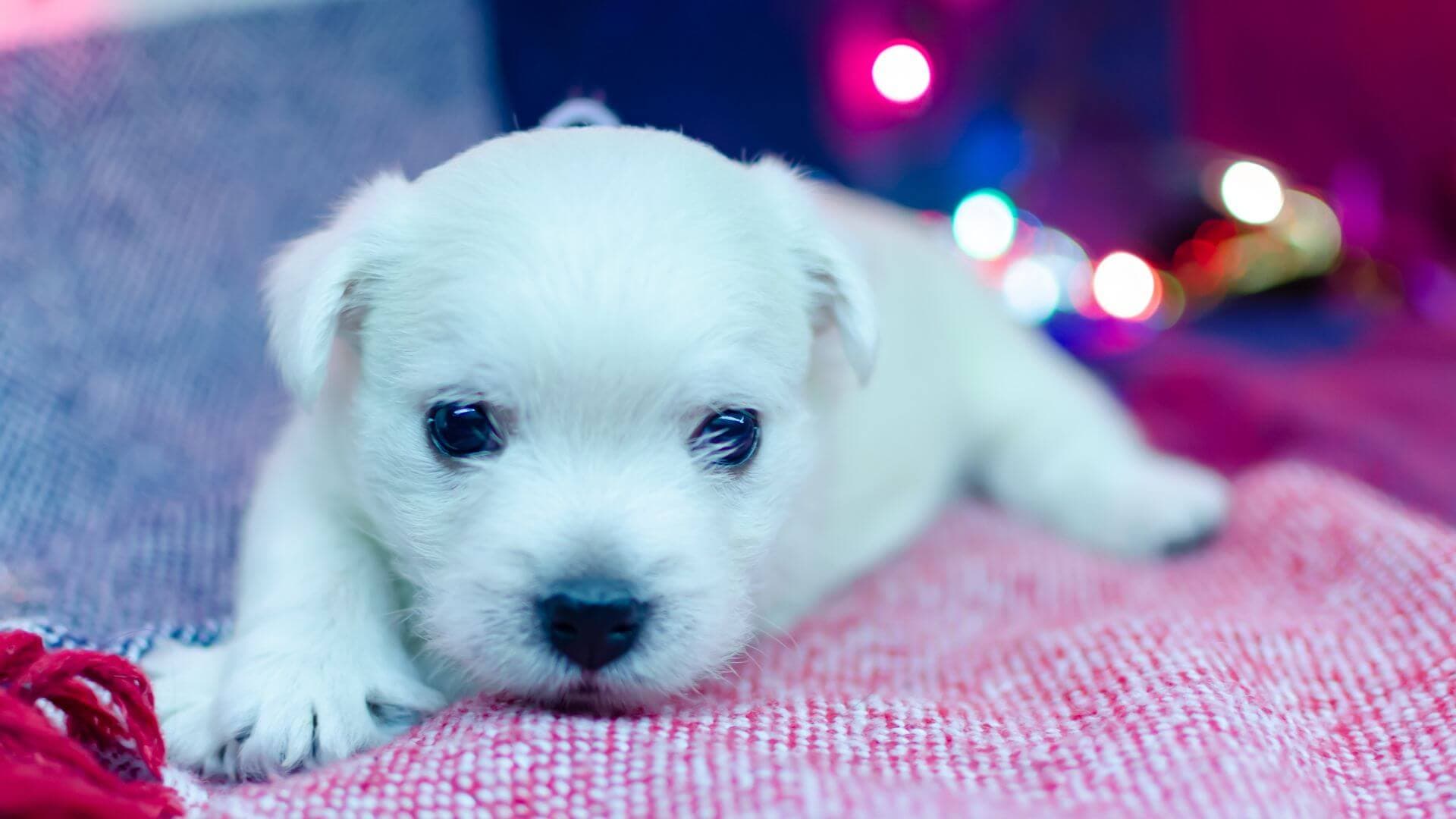 West Highland White Terrier For Adoption - Loving West Highland White Terrier For Adoption Dogs Looking for Forever Homes