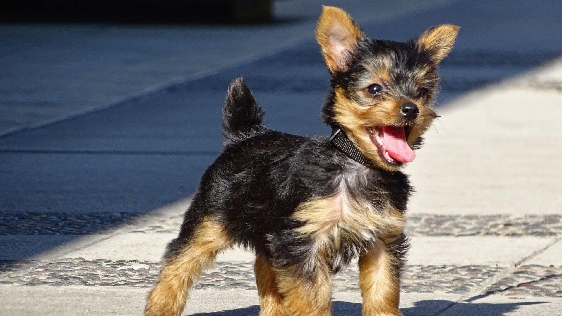 Yorkshire Terrier For Adoption - Loving Yorkshire Terrier For Adoption Dogs Looking for Forever Homes
