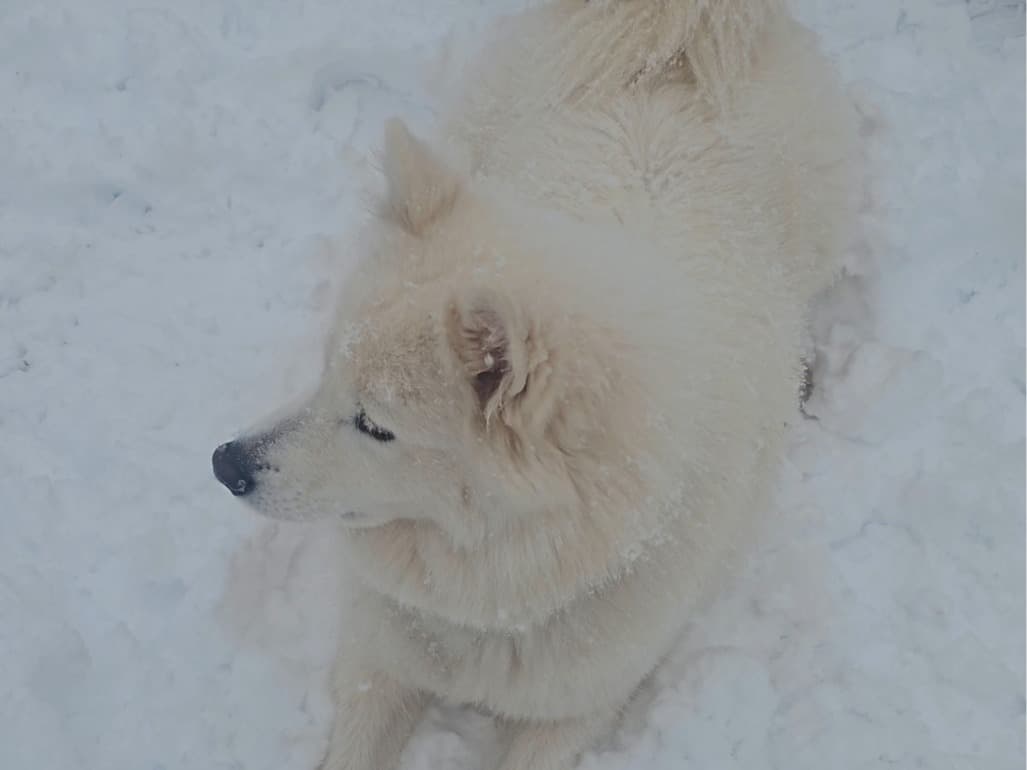 Samoyed 2 years old female medium named miyun for breeding in Farmingville, New York | Petmeetly