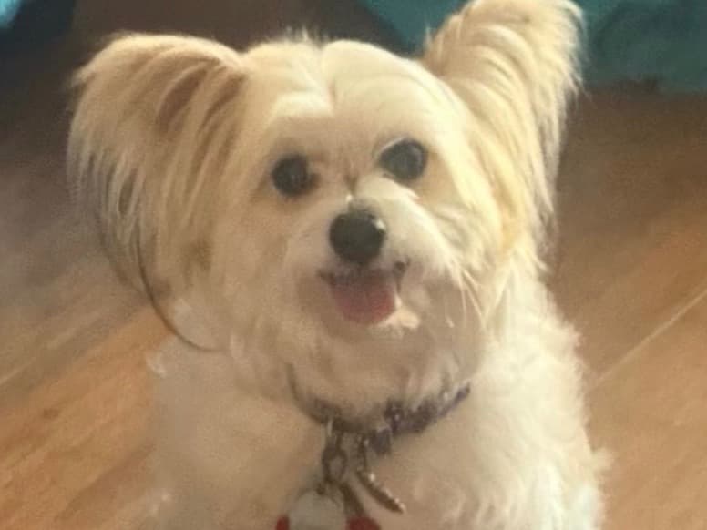 Maltese 7 years old male small named PRINCETON for breeding in Los Angeles, California | Petmeetly