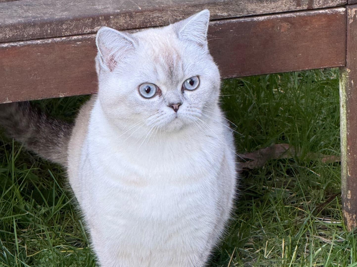 Scottish Straight 1 year old female named Lucia for breeding in Seattle, Washington | Petmeetly