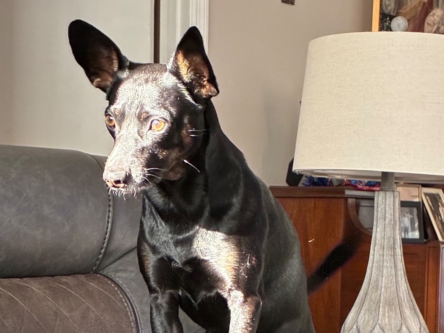 Miniature Pinscher 4 years 6 months old male medium named Spice for breeding in Homosassa, Florida | Petmeetly